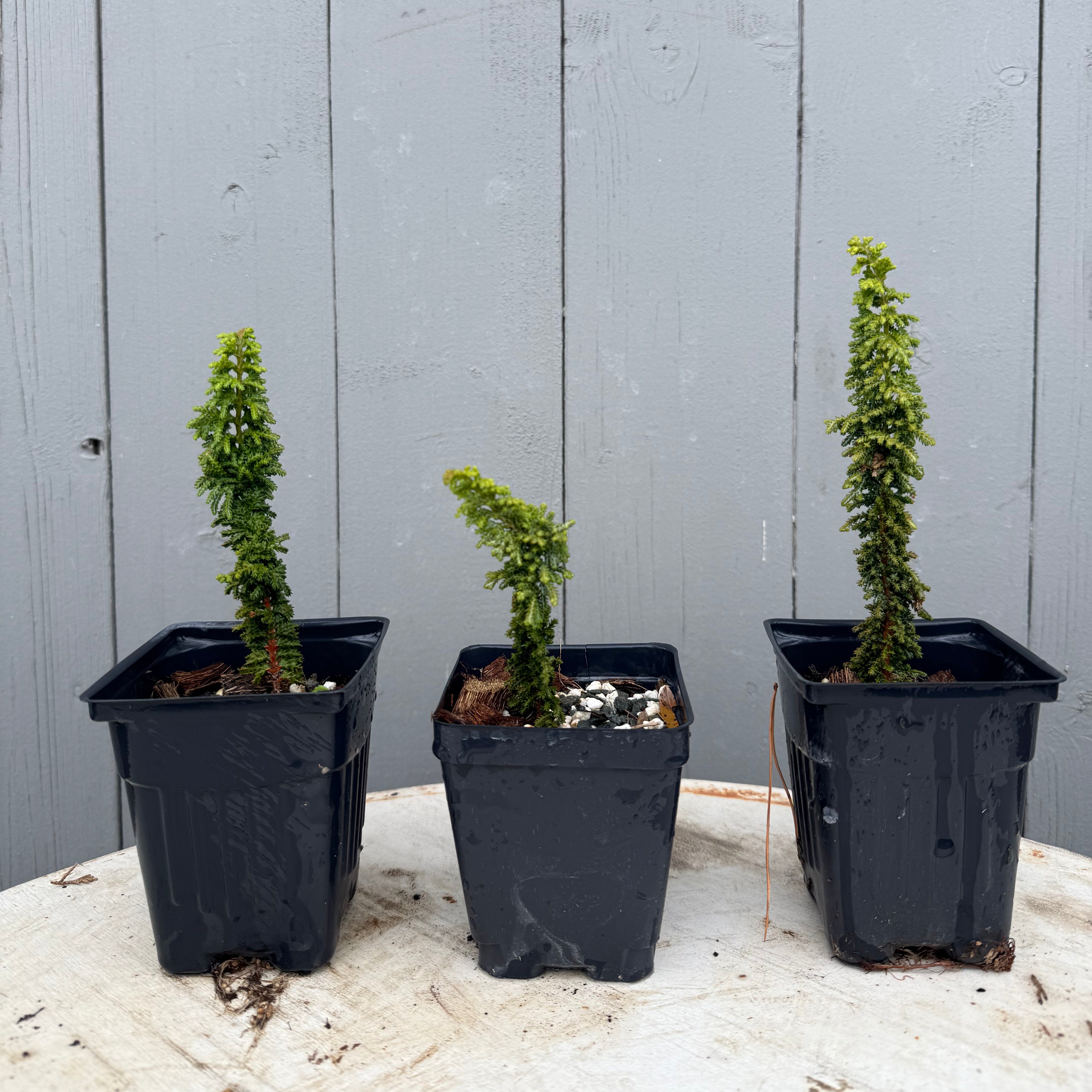 Chamaecyparis obtusa 'Sekka'