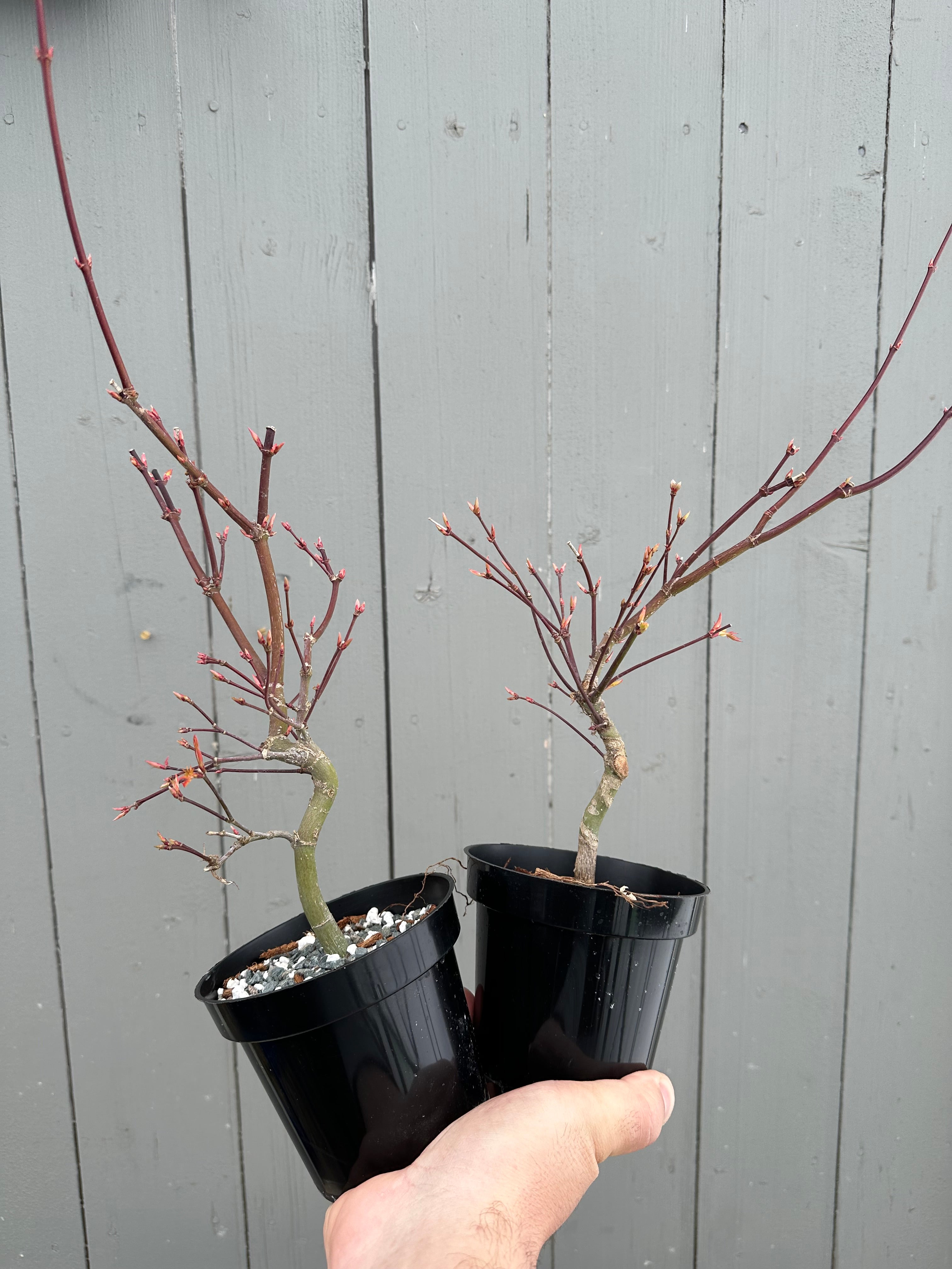 Acer palmatum 'Beni Chidori' (2025)