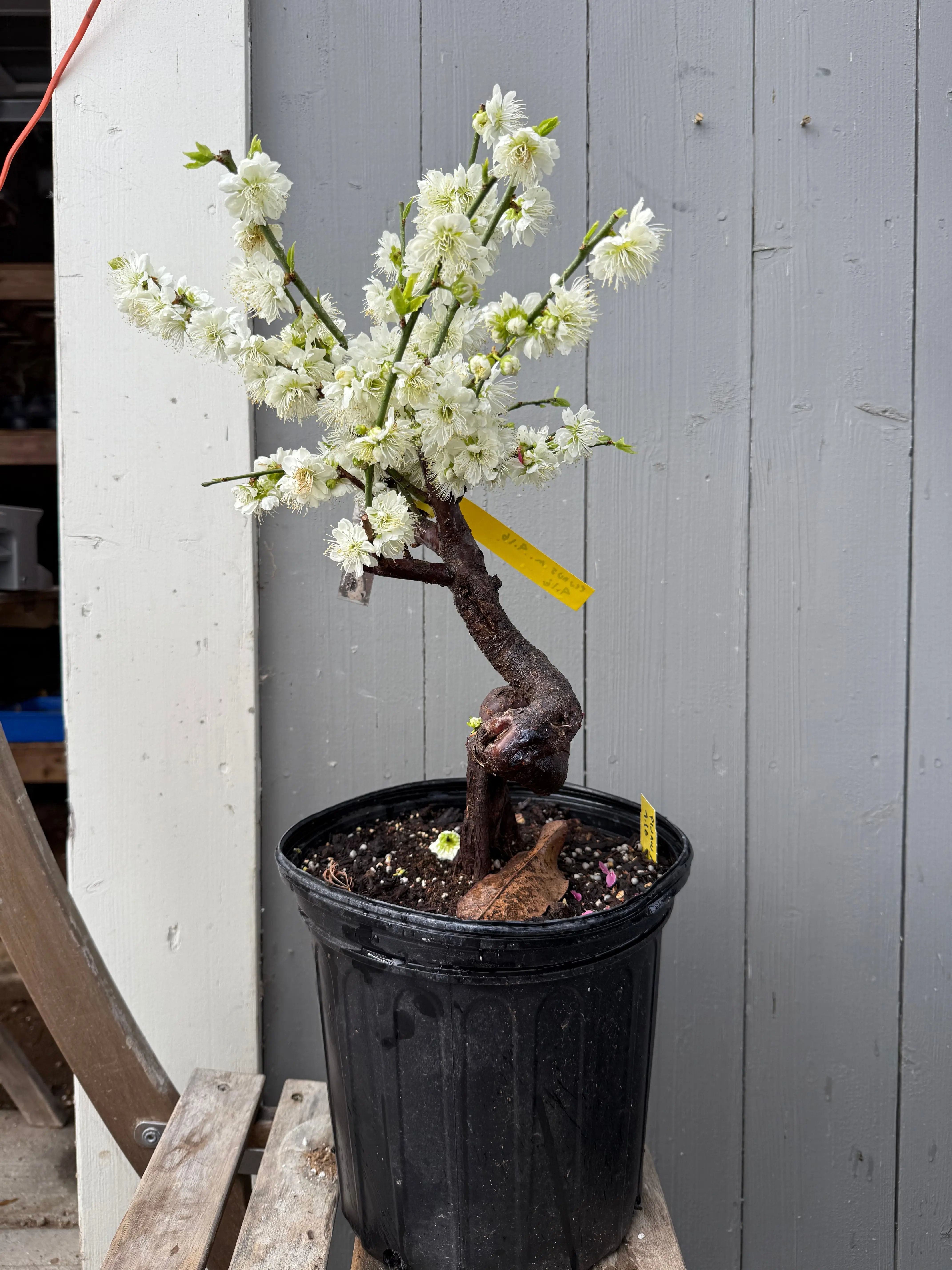 Prunus mume 'Nánjīng fùhuángxiāng' Canada Bonsai