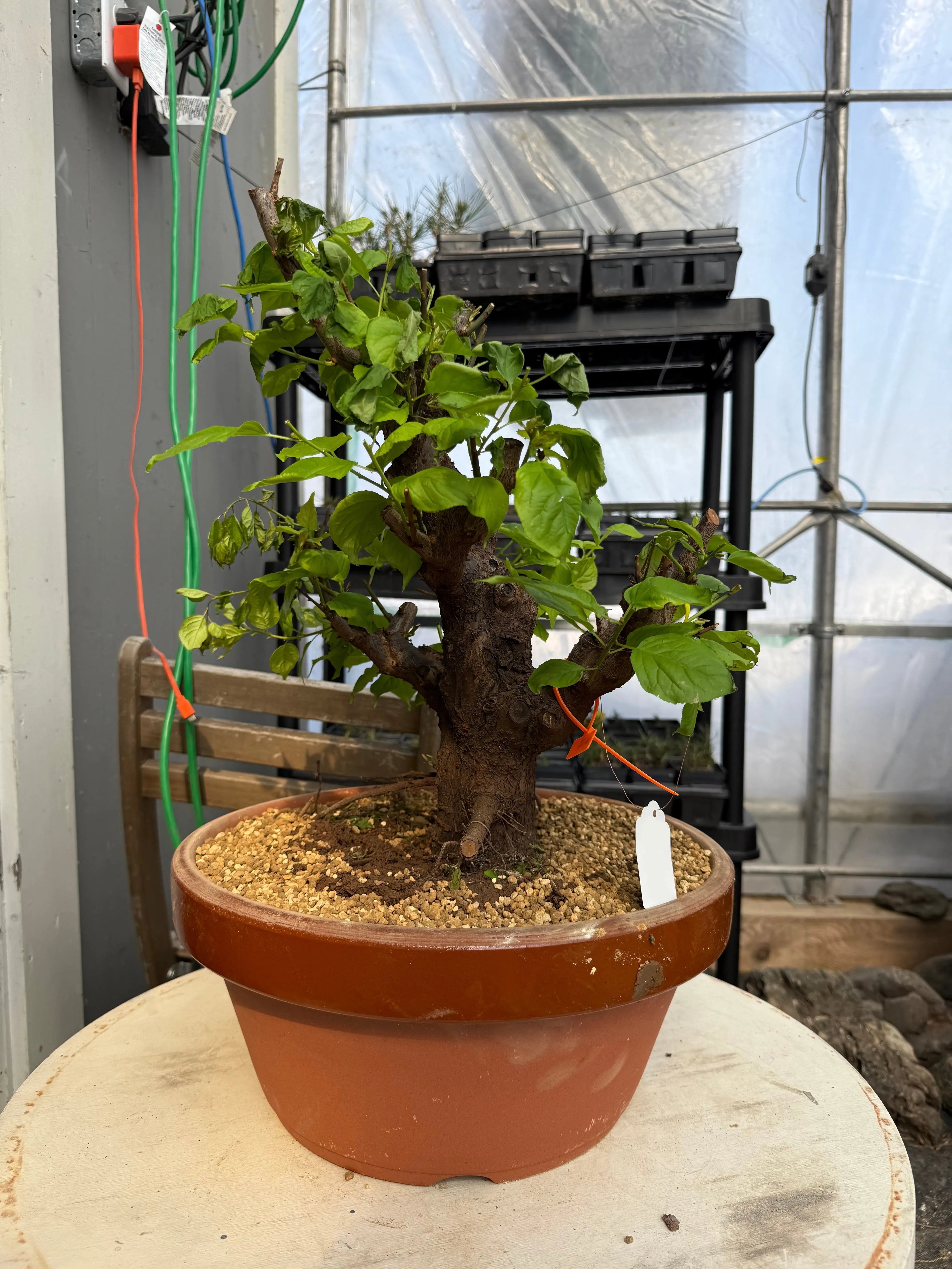 Prunus mume 'Gǔ lǐ hóng' Canada Bonsai