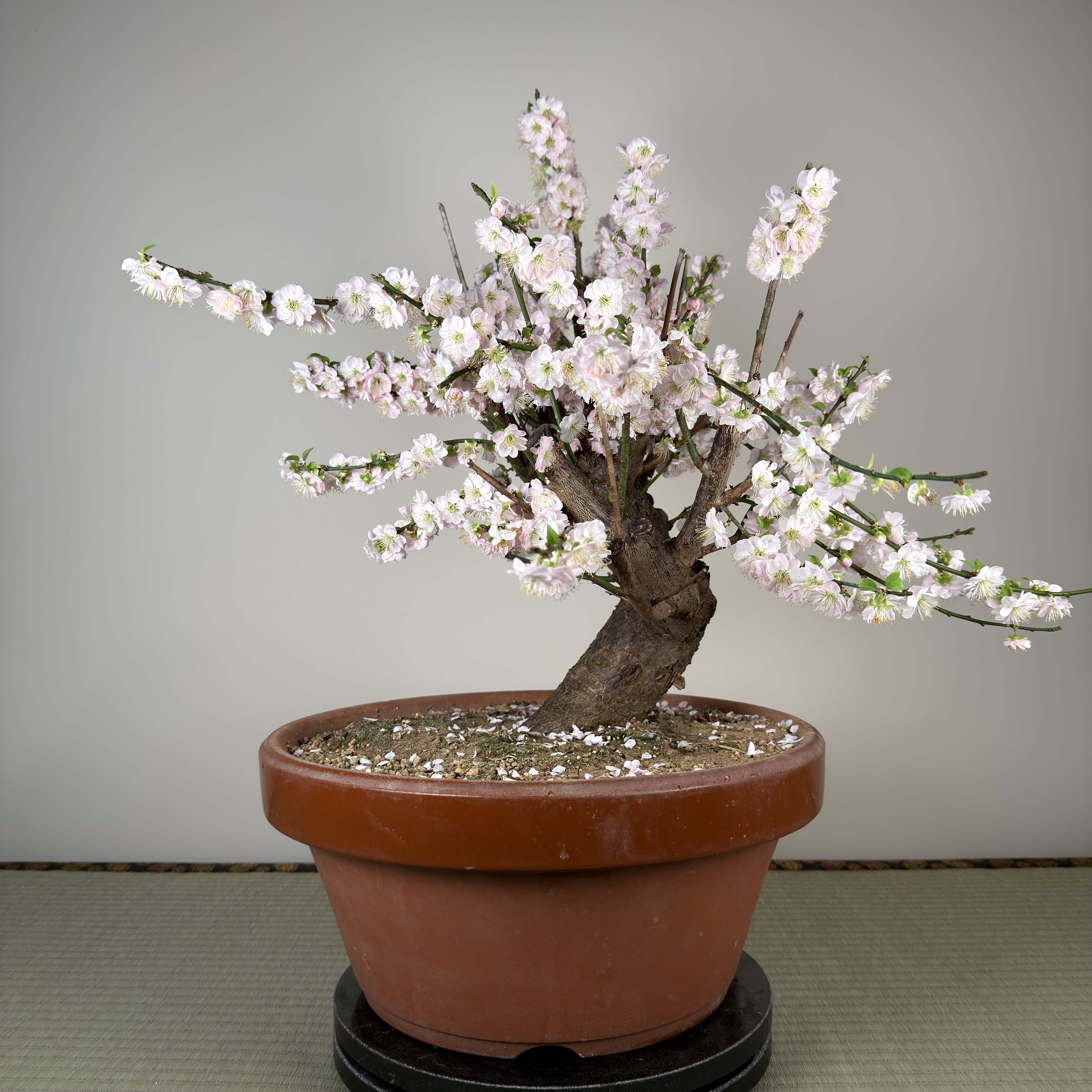 Prunus mume 'Gōng Fěn'