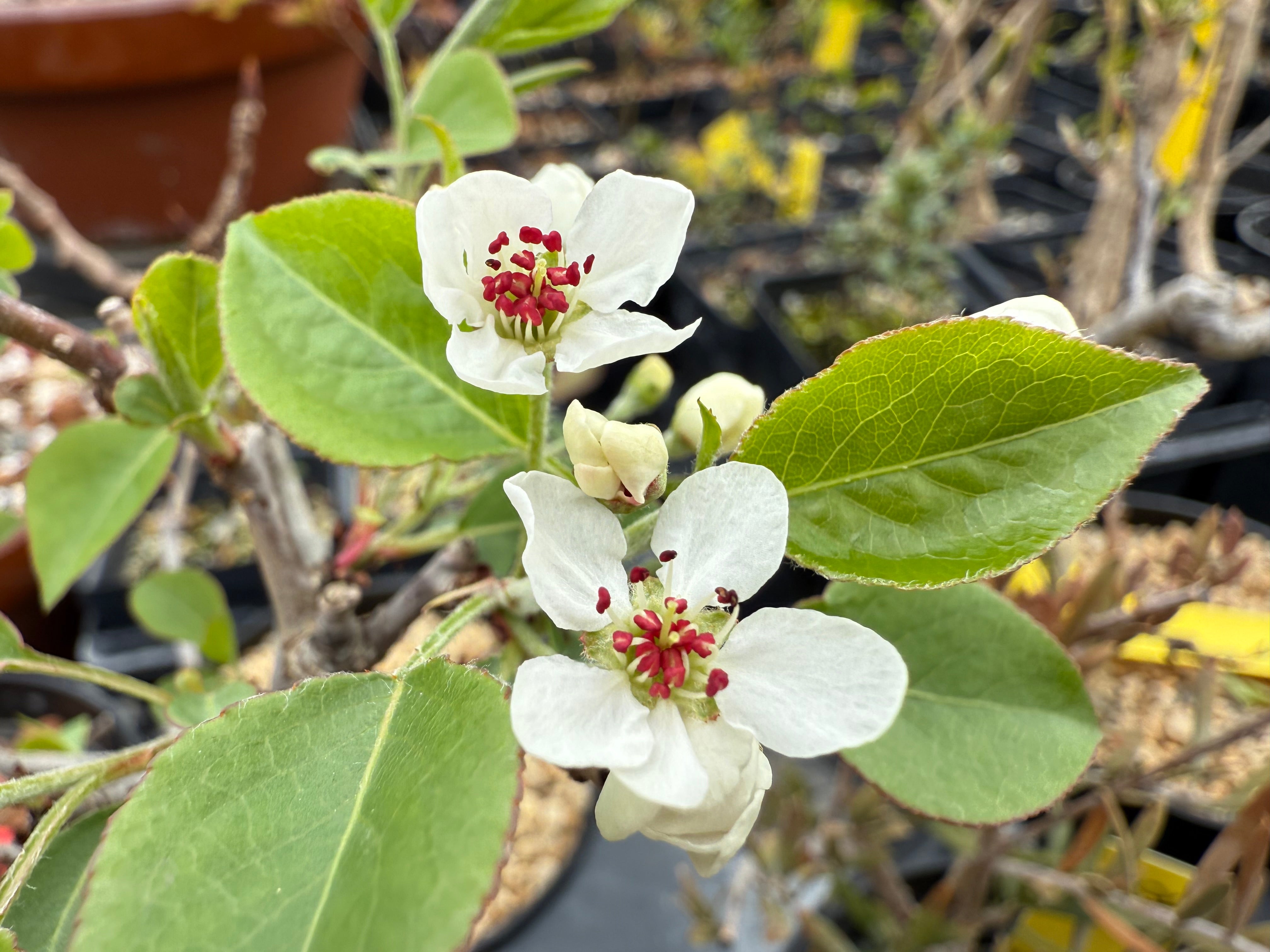 Pyrus ussuriensis (dwarf)