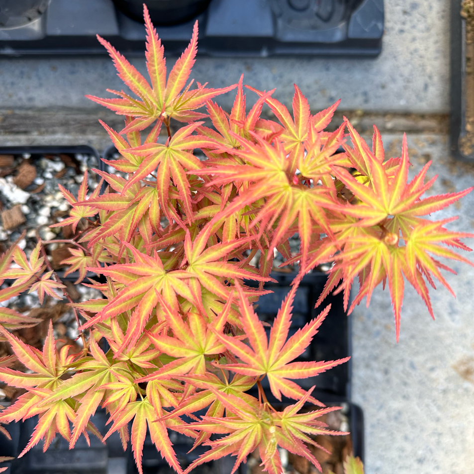 Acer palmatum 'Seigen' (2025)