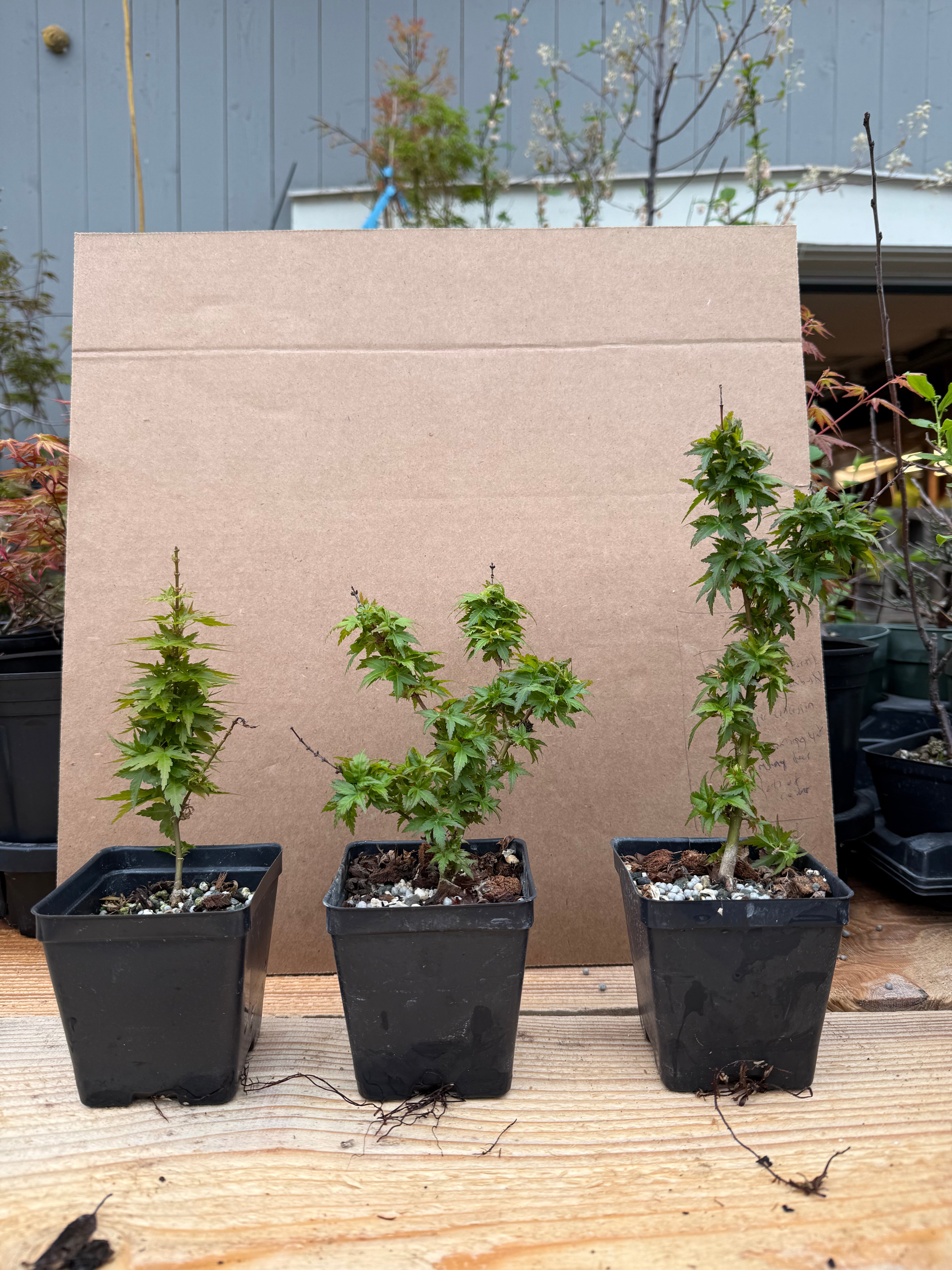 Acer palmatum 'Kotohime'