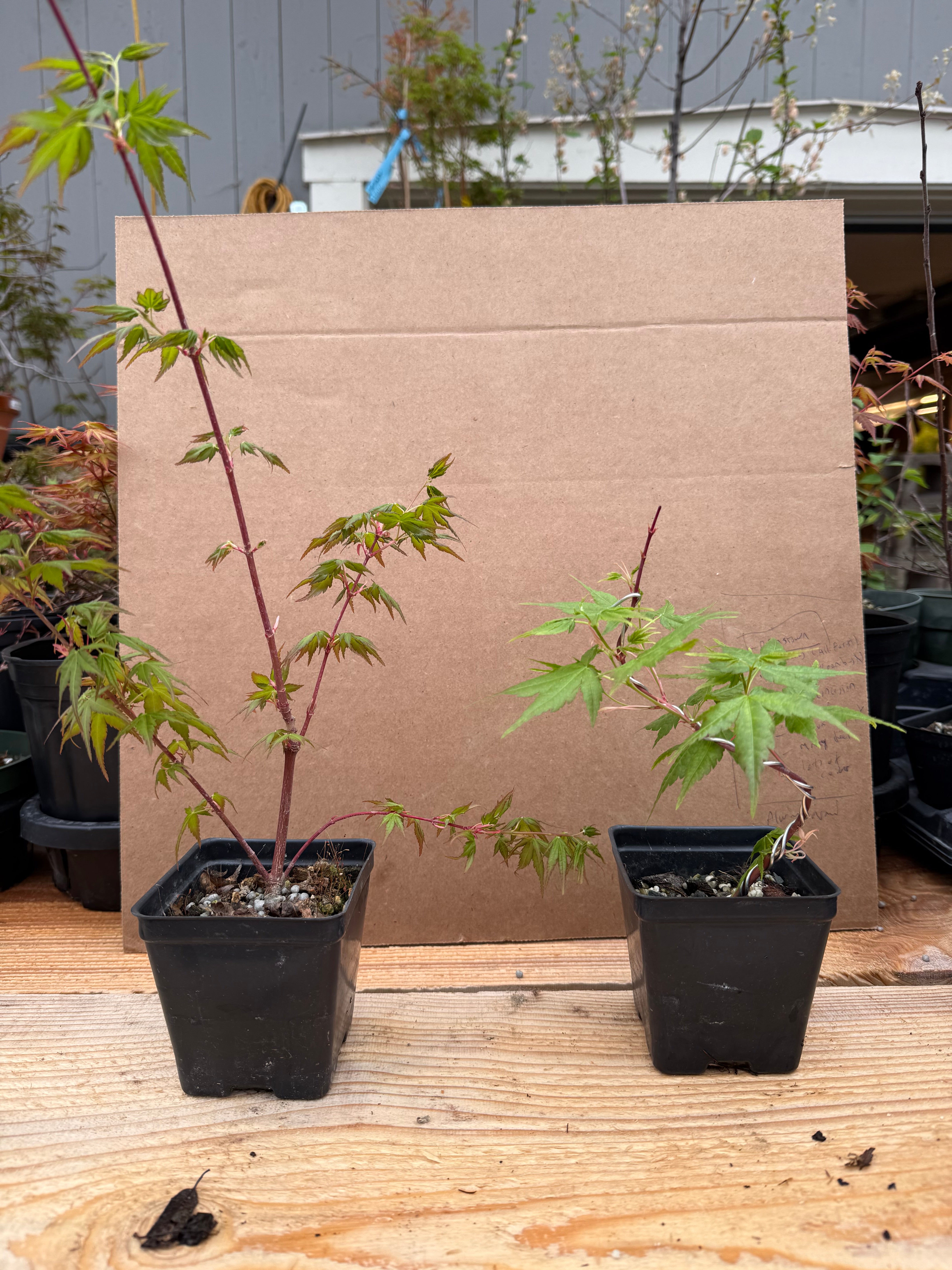 Acer palmatum 'Sango Kaku'