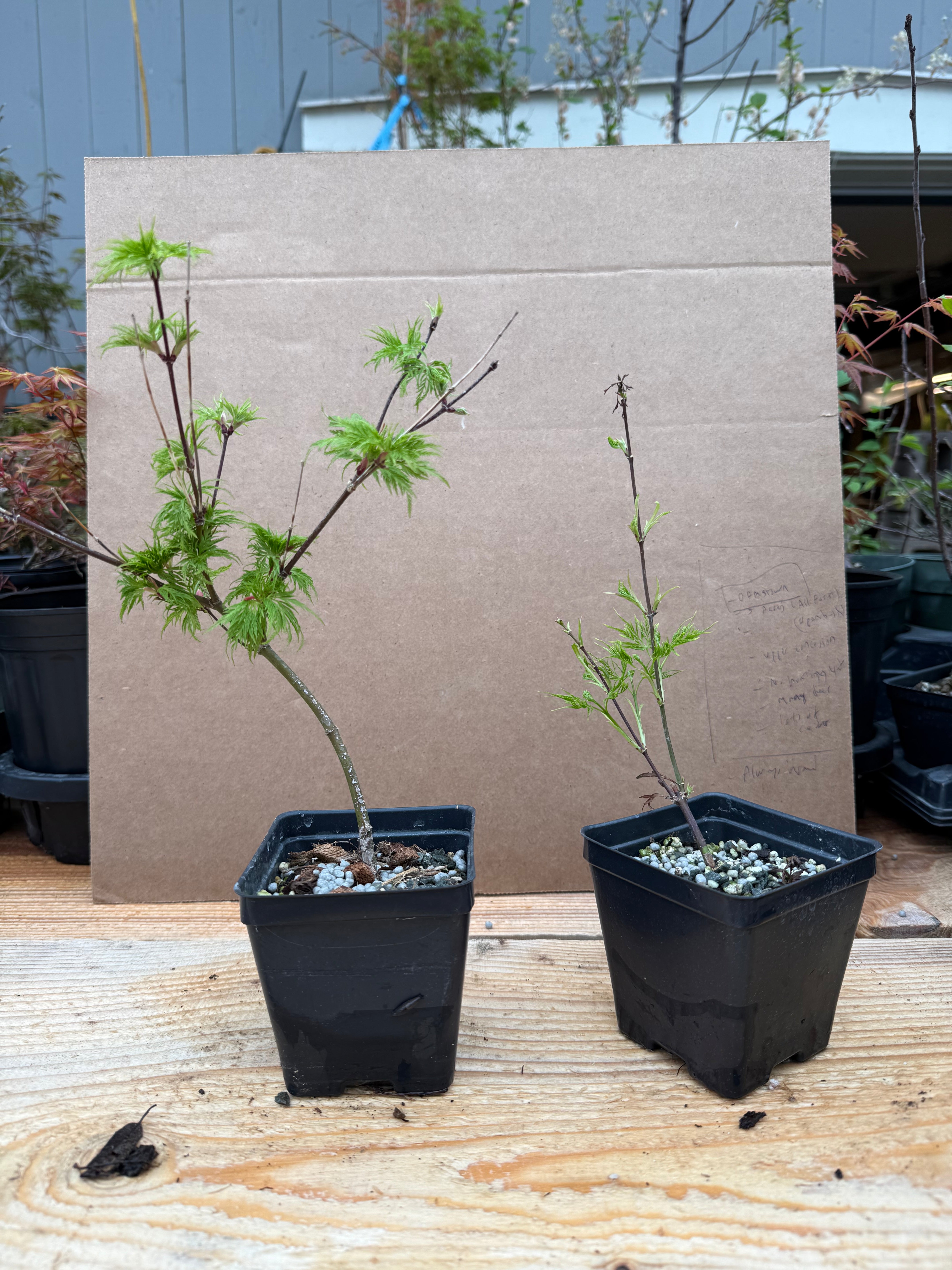 Acer palmatum 'Emerald Lace'