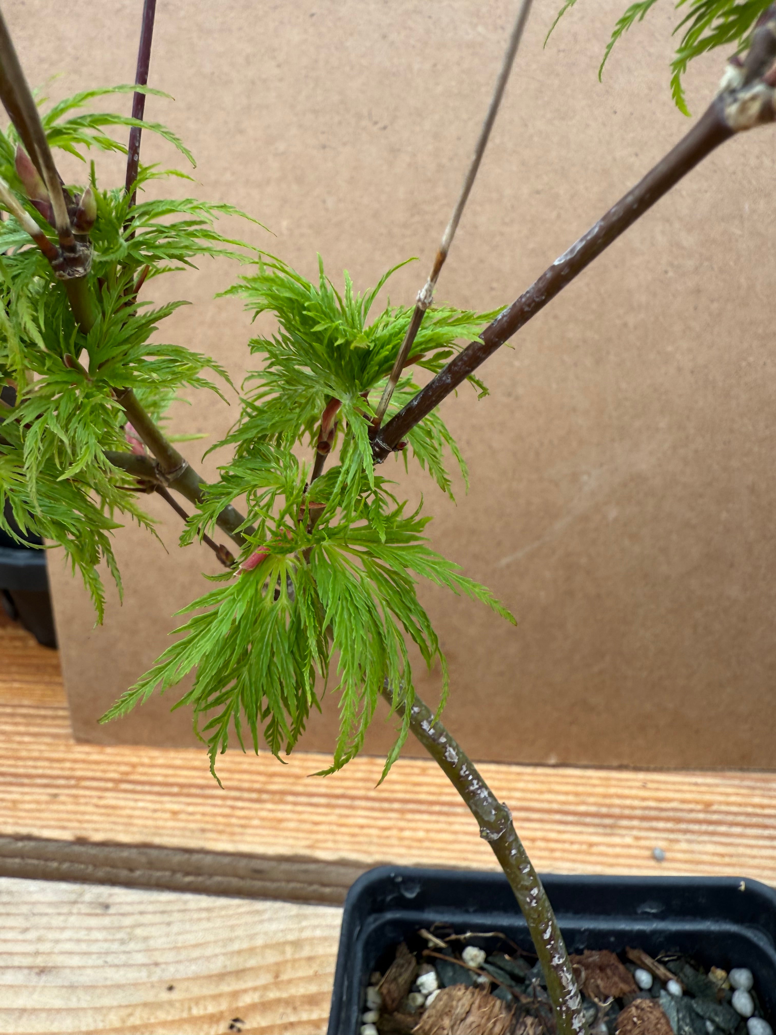 Acer palmatum 'Emerald Lace'