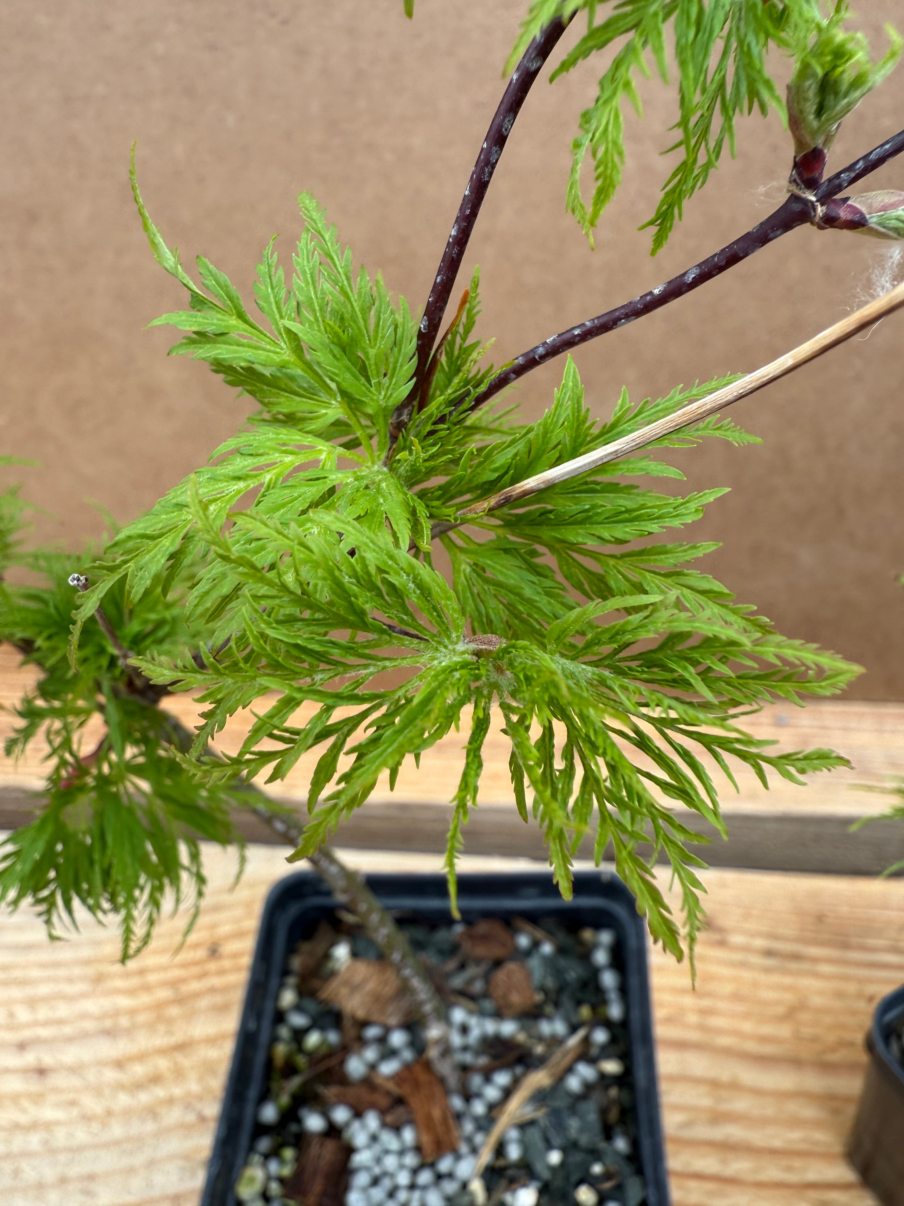 Acer palmatum 'Emerald Lace'