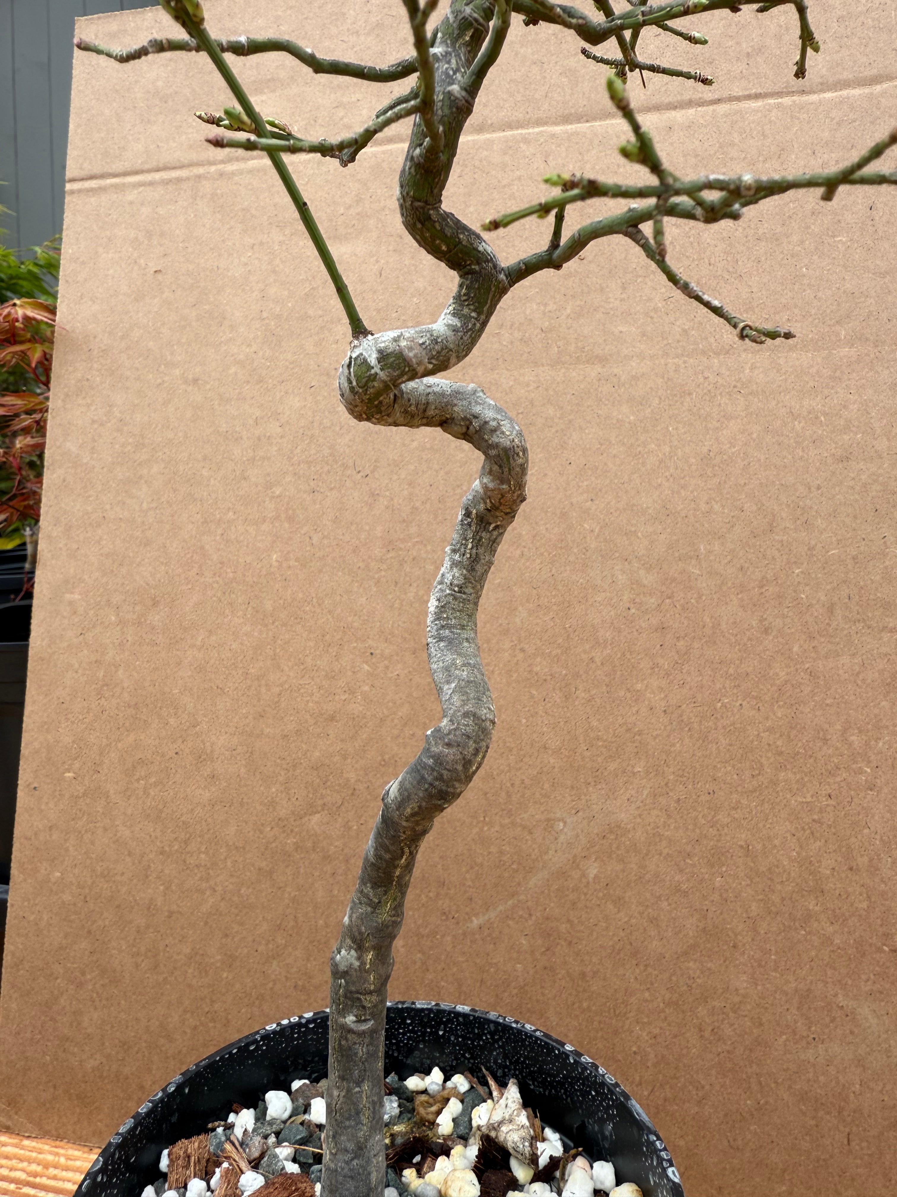 Euonymus