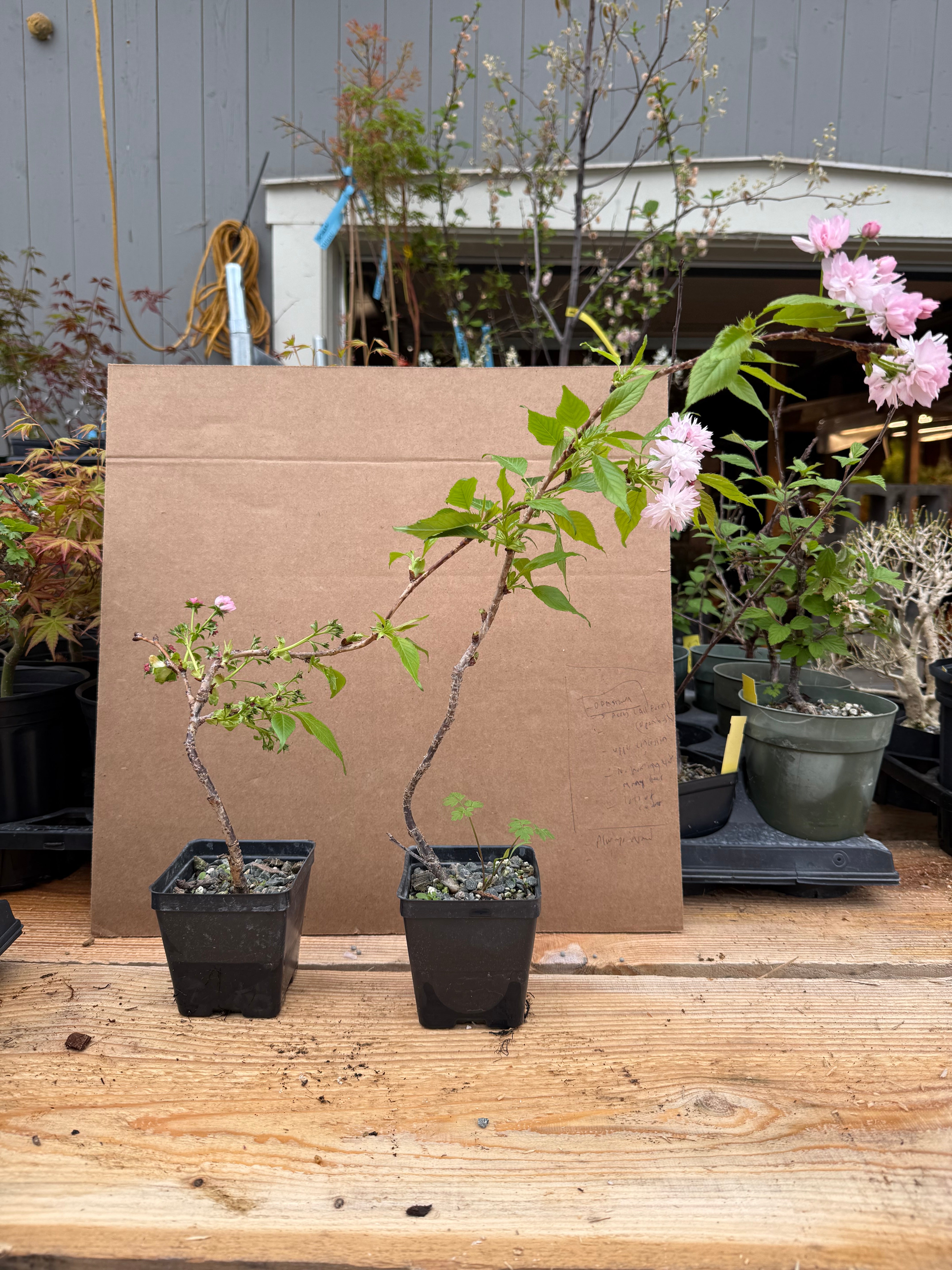 Prunus serrulata 'Kiku Shidare'