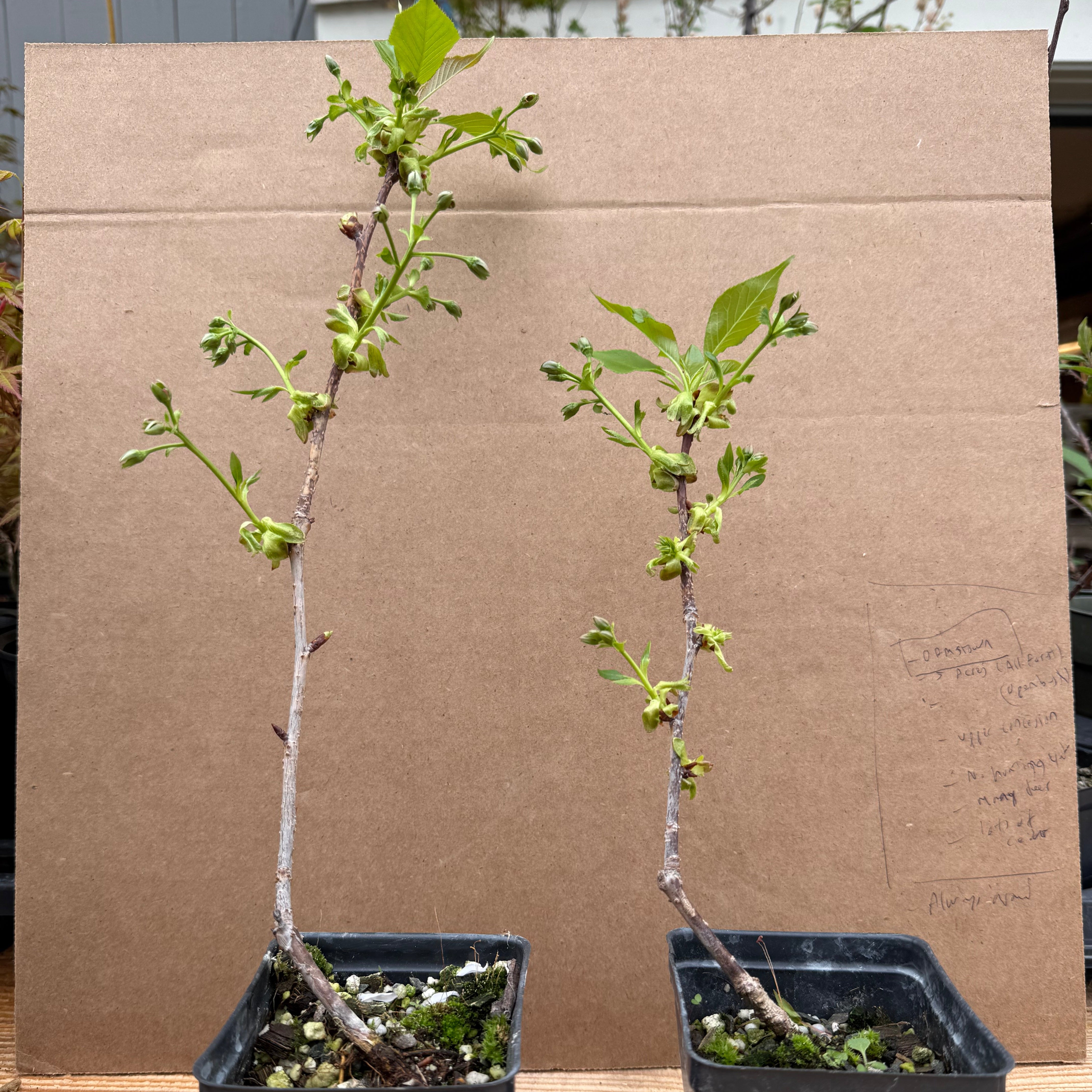 Prunus serrulata 'Kwanzan'