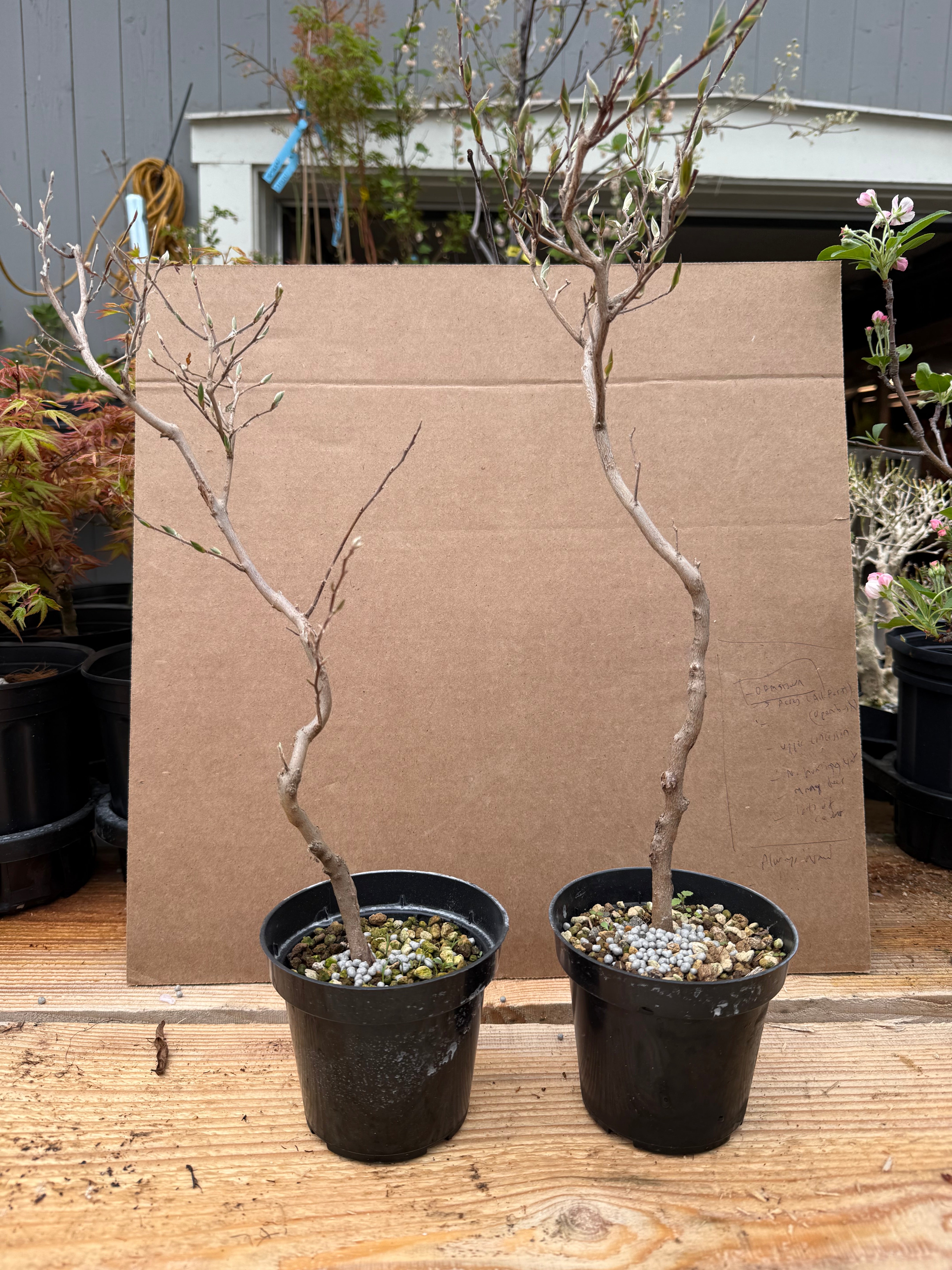 Stewartia monadelpha