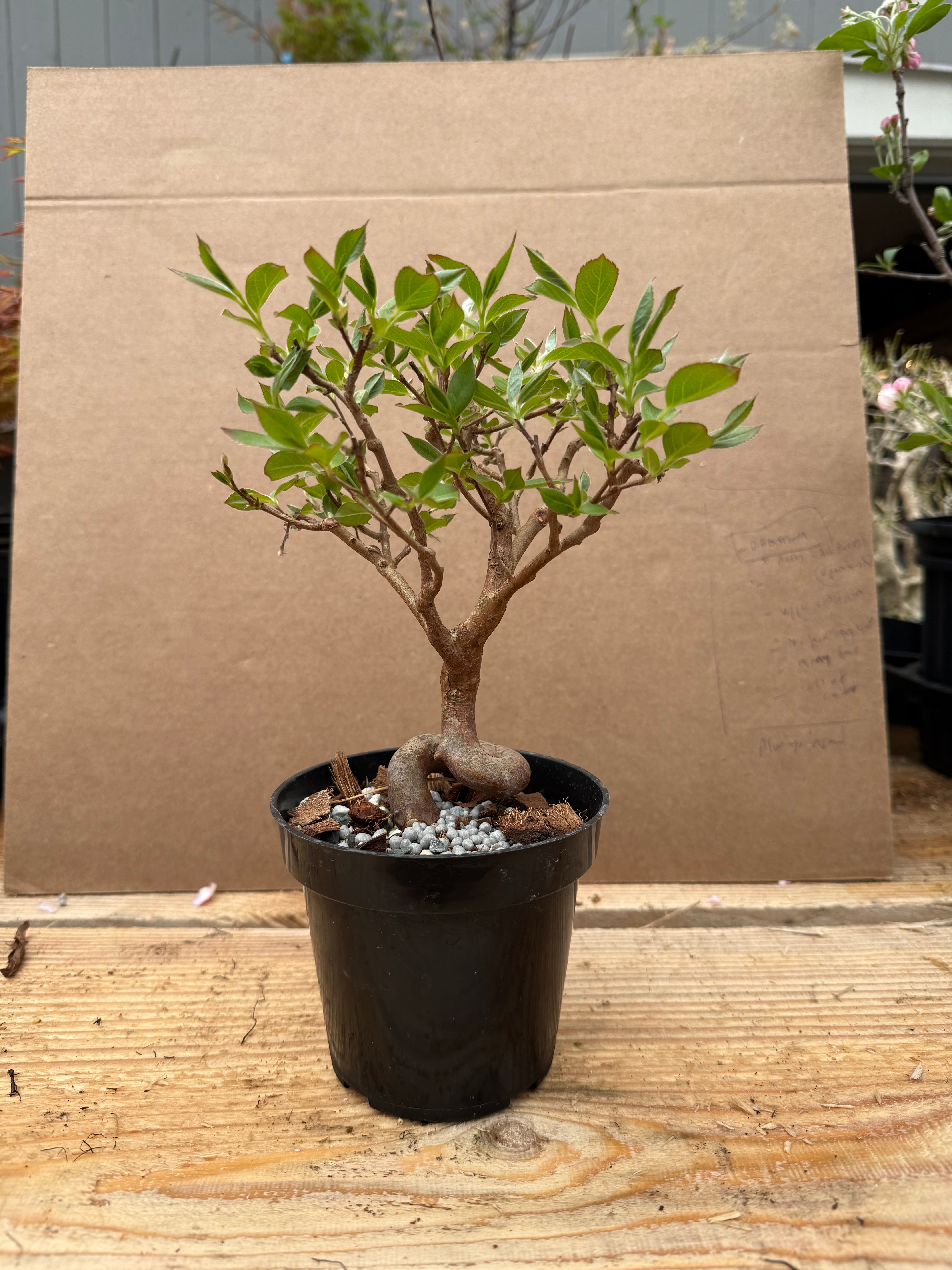 Stewartia monadelpha