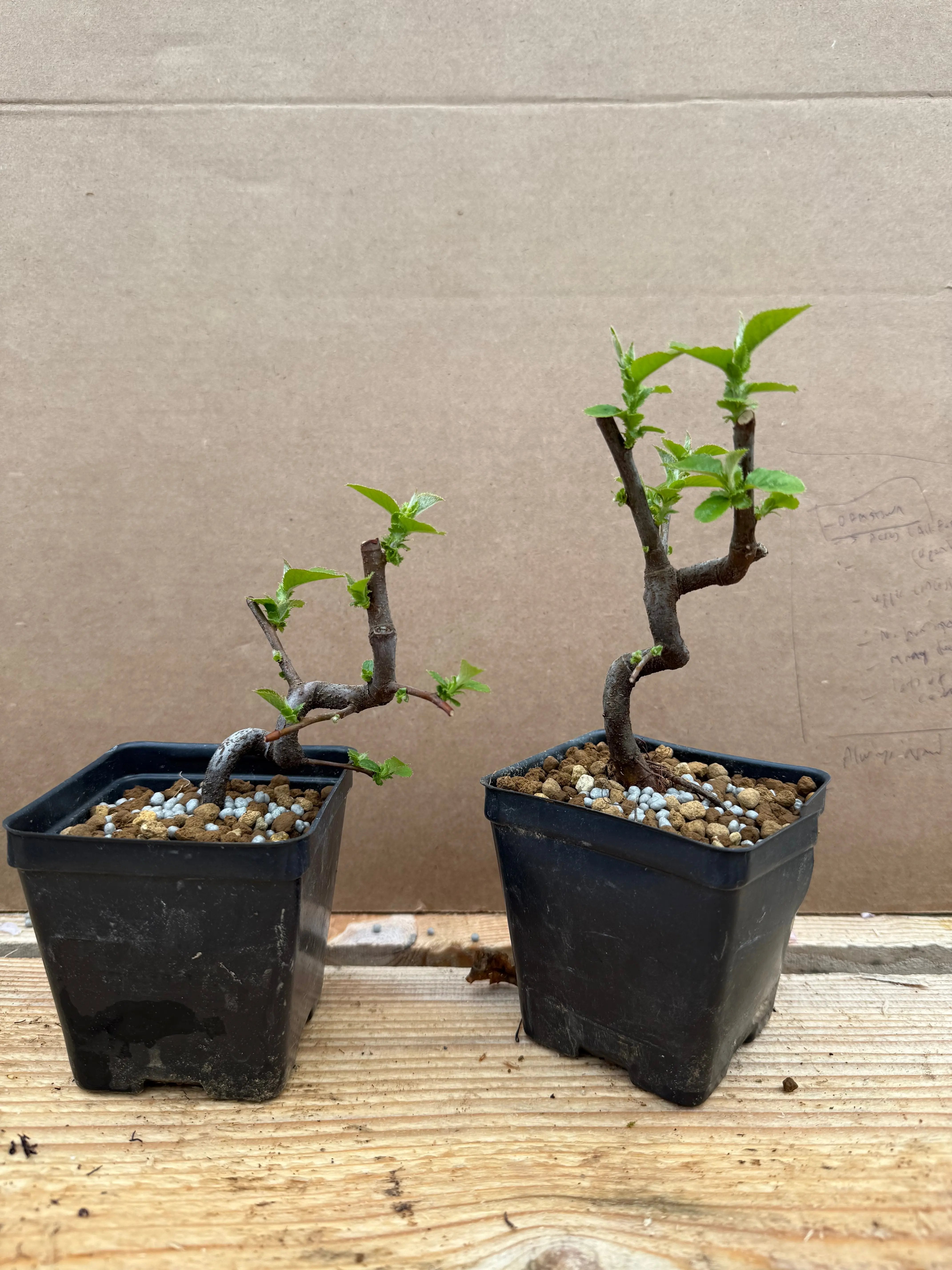 Pseudocydonia sinensis (dwarf strain) Canada Bonsai