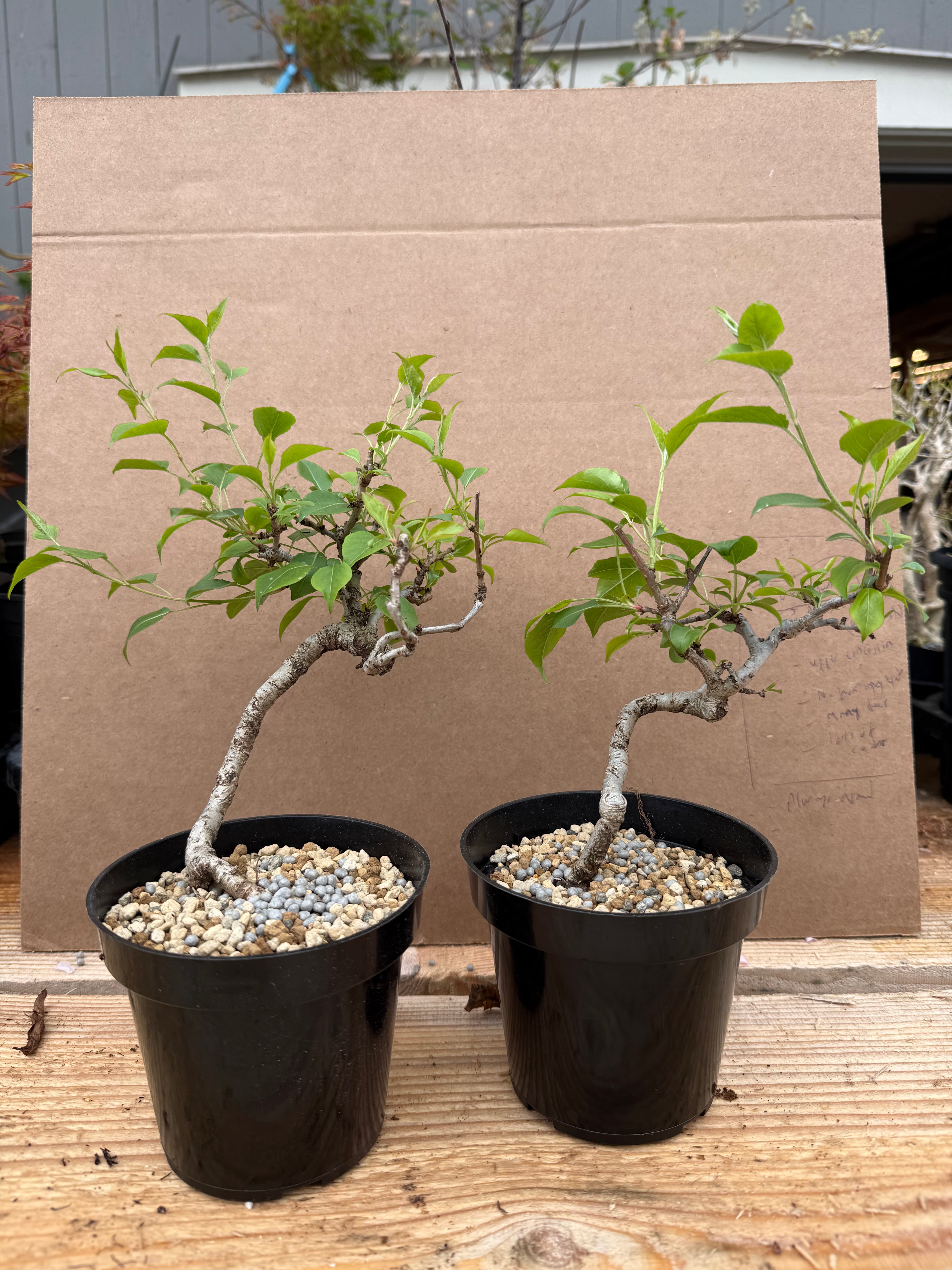 Pyrus ussuriensis (dwarf)