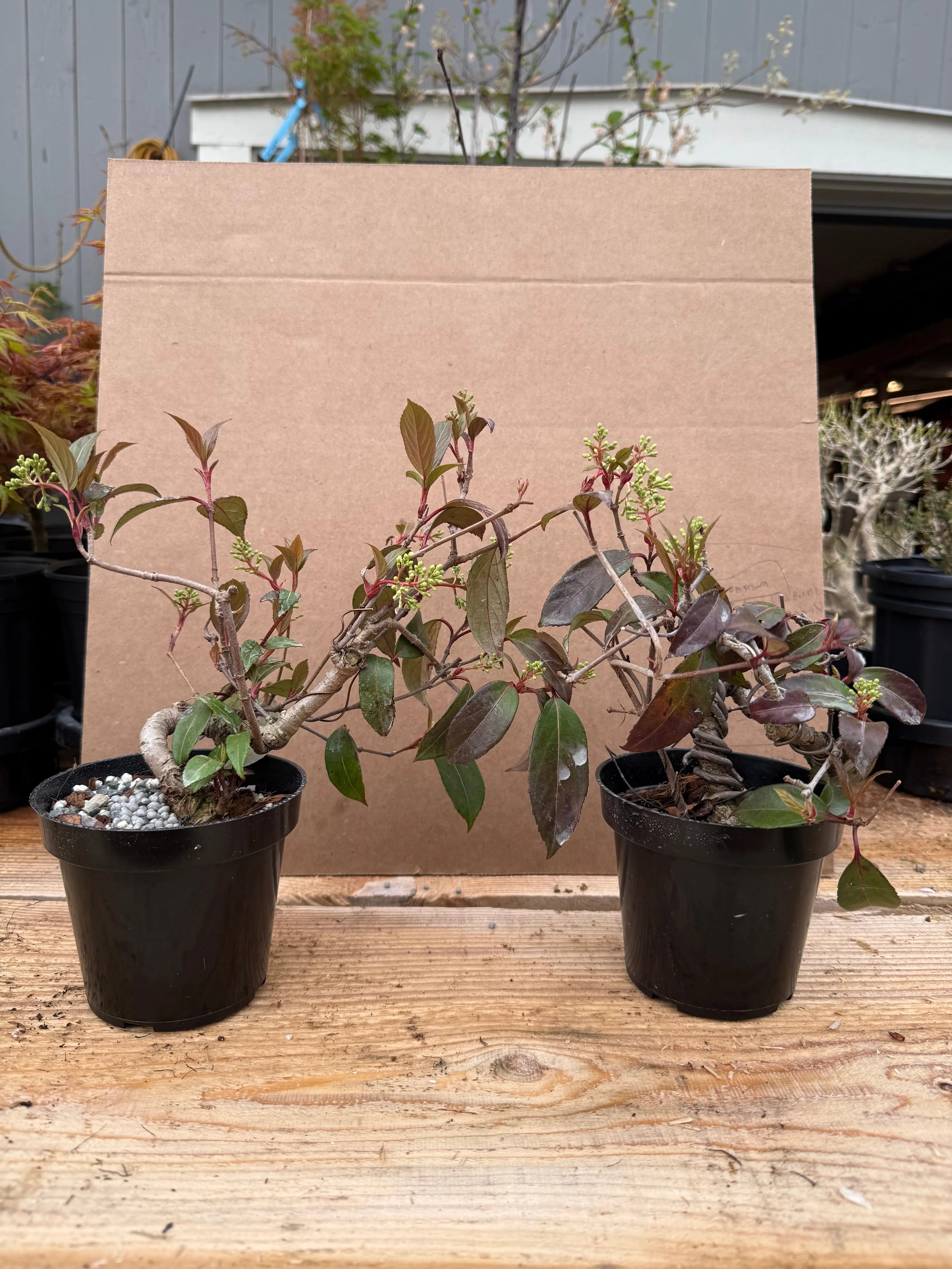 Kadsura japonica Canada Bonsai