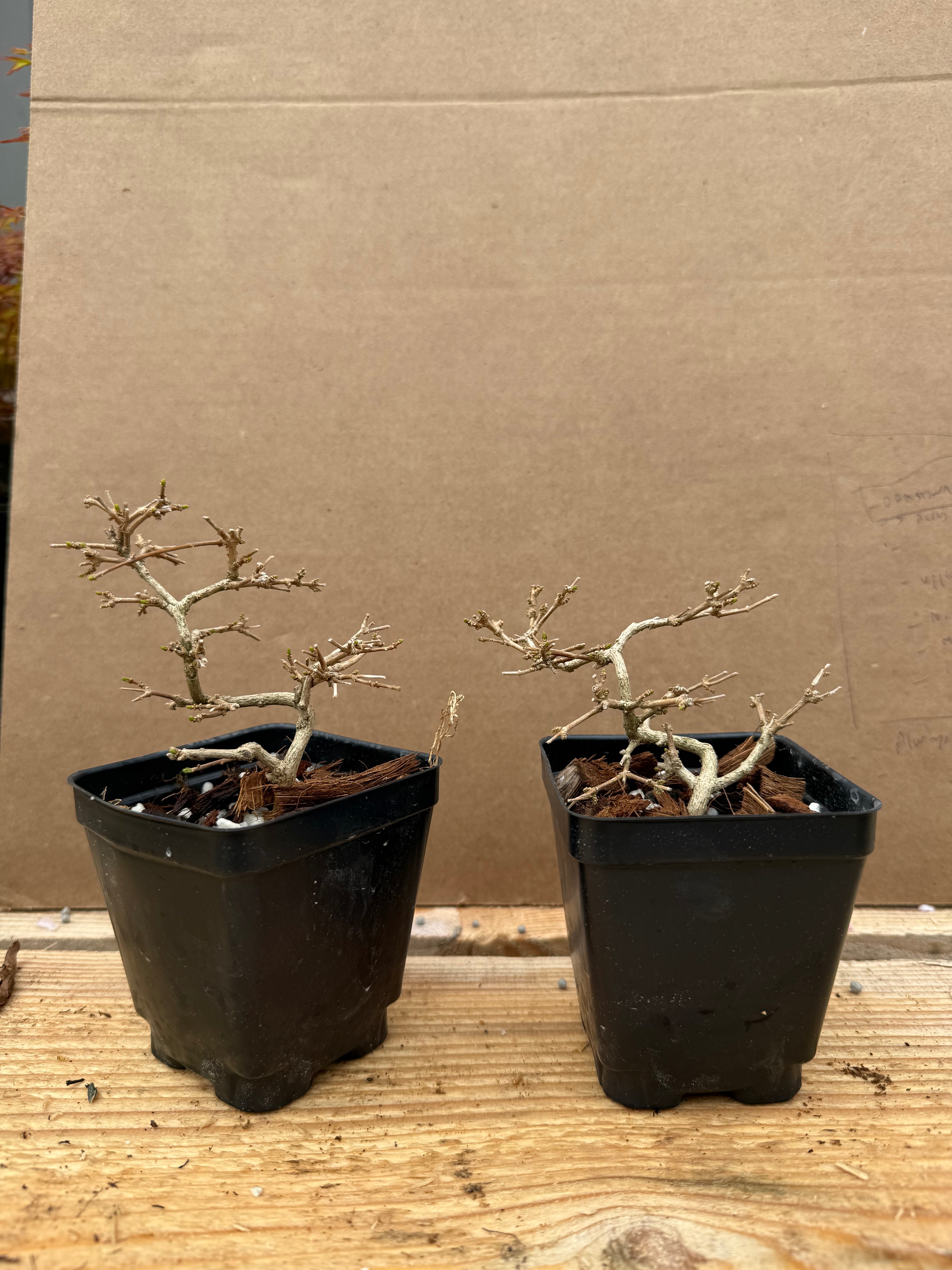 Premna japonica (small)