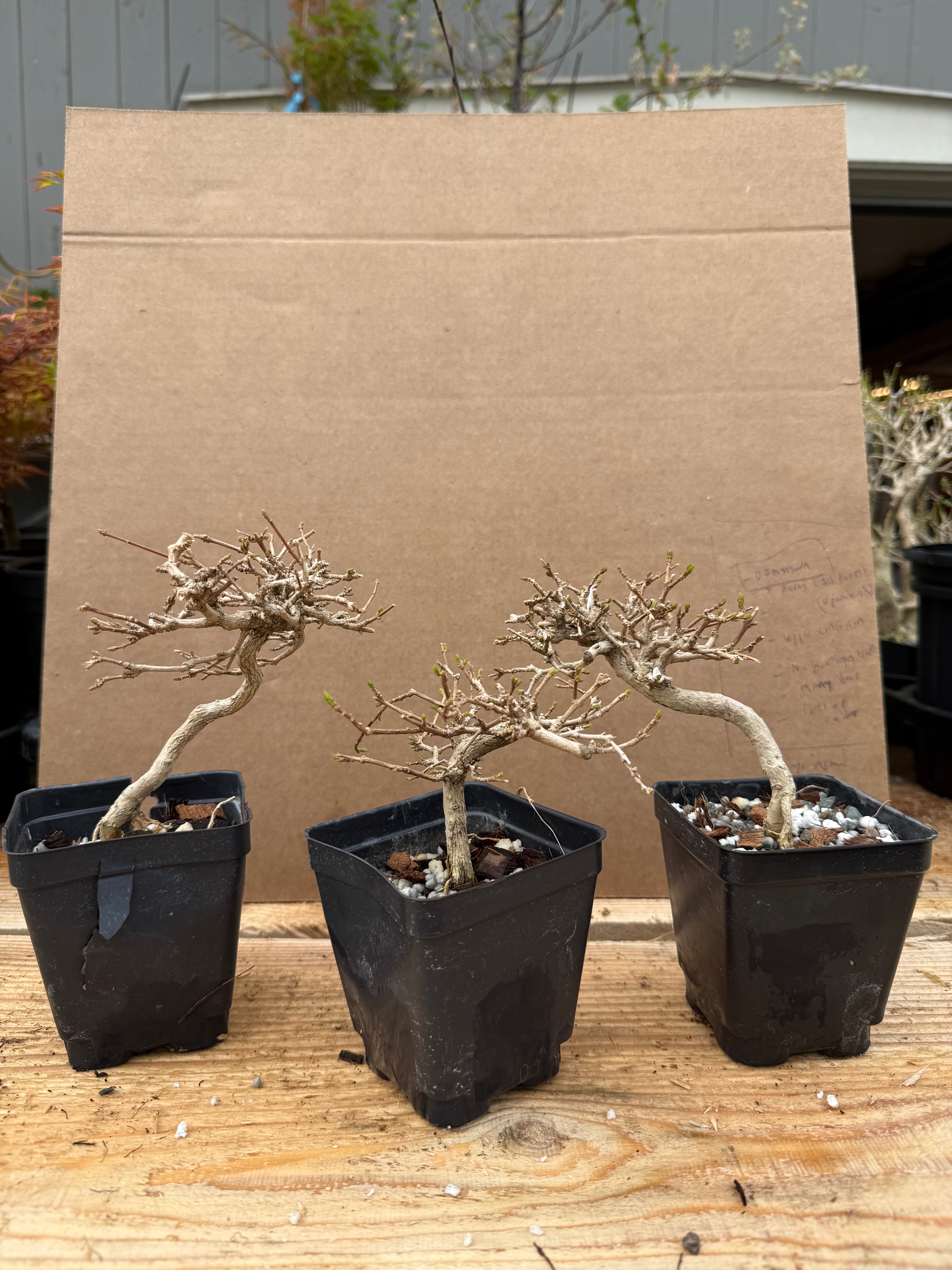 Premna japonica (medium)