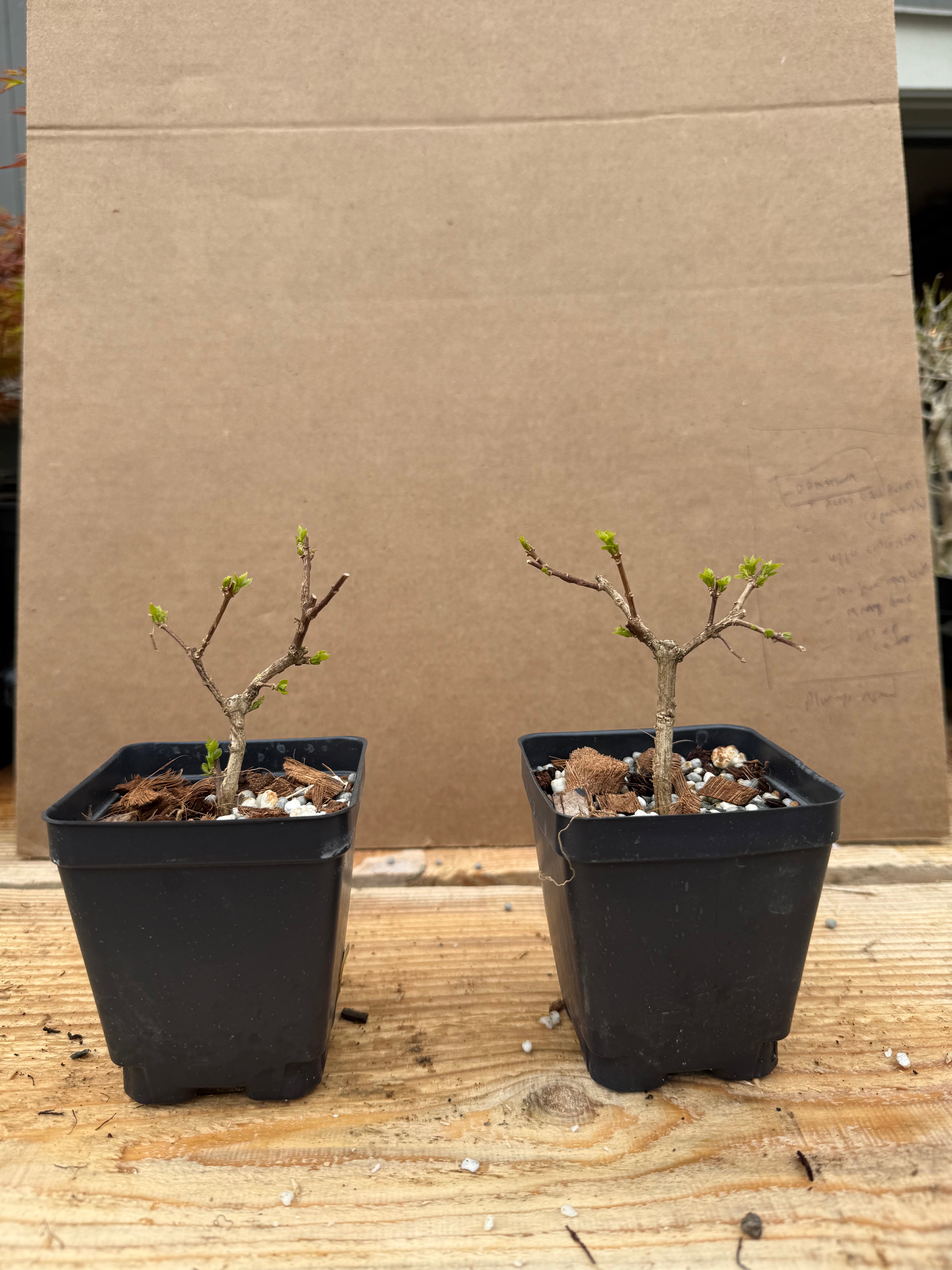 Premna japonica (rooted cuttings)