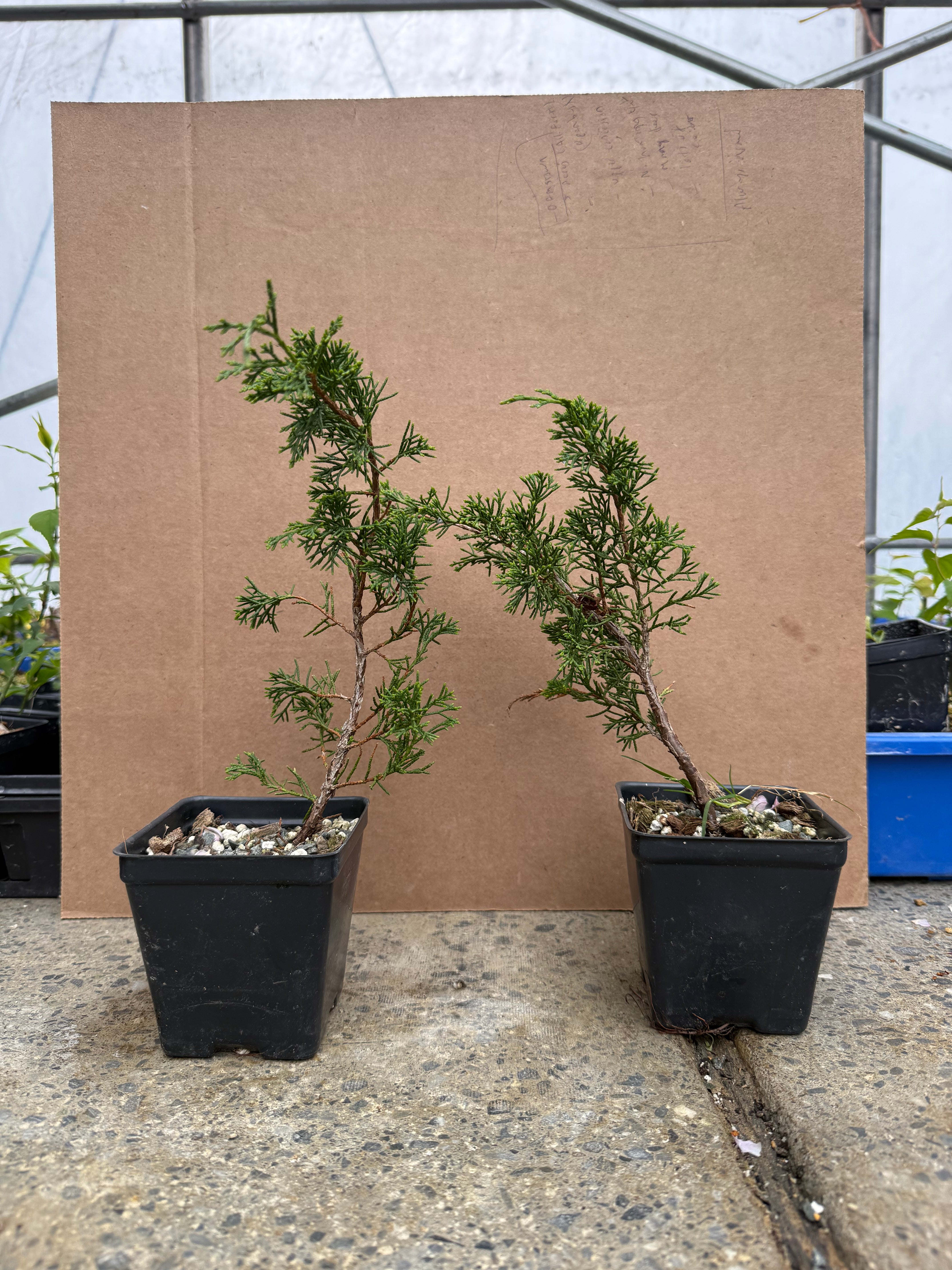 Juniperus (Shimpaku) (tall)