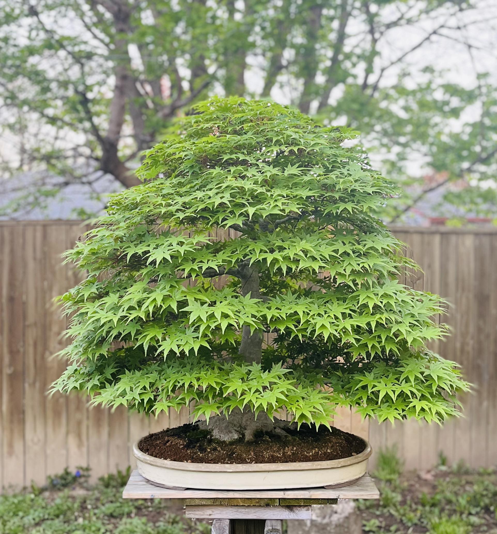 Acer palmatum