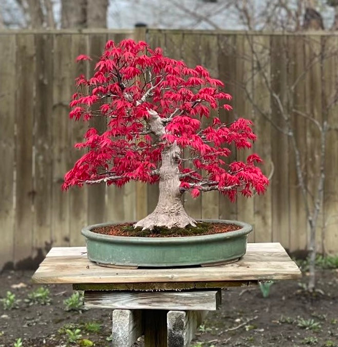 Acer palmatum 'Deshojo'