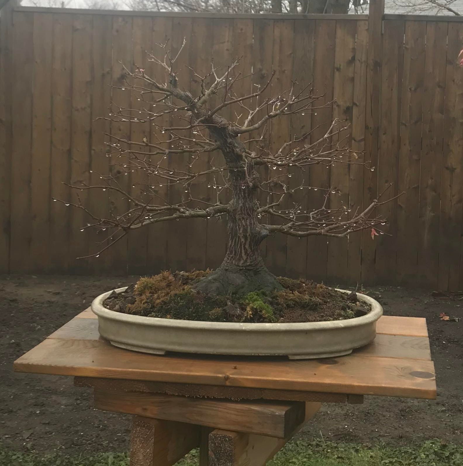 Acer palmatum 'Deshojo'