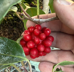 KADSURA japonica