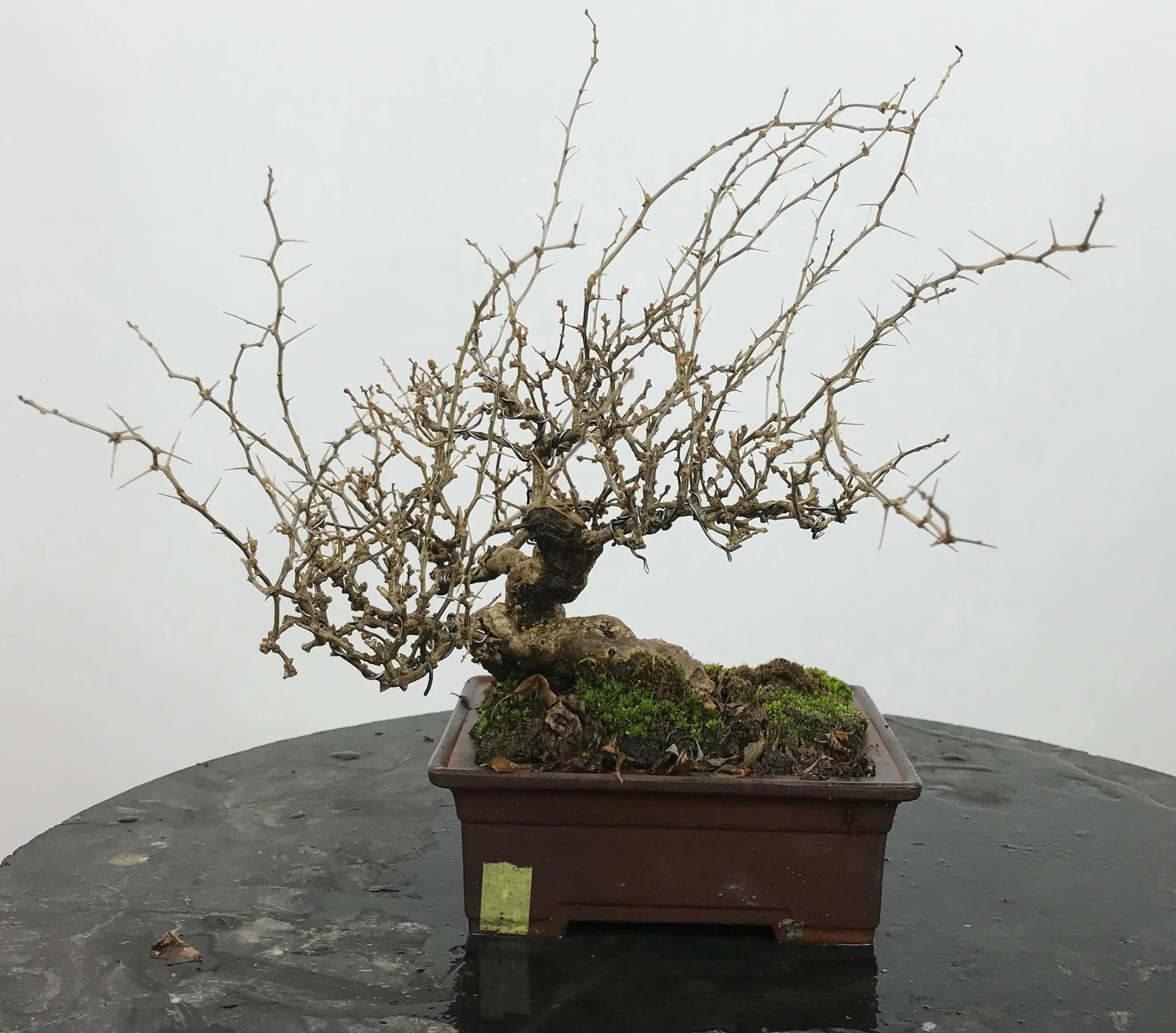 Lycium #2 Canada Bonsai