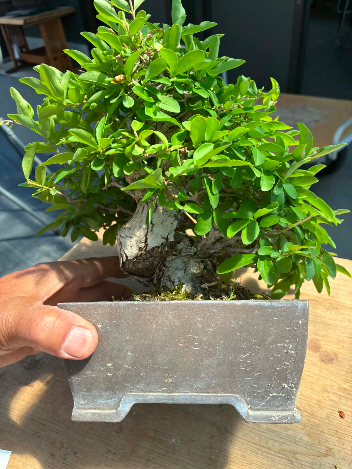 Ligustrum