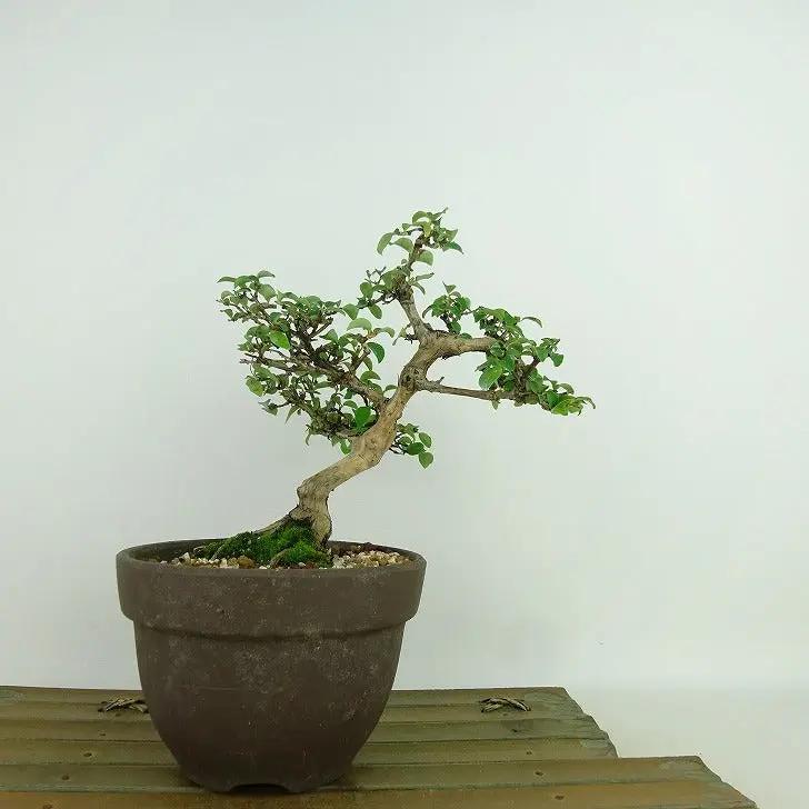 Lonicera gracilipes Canada Bonsai