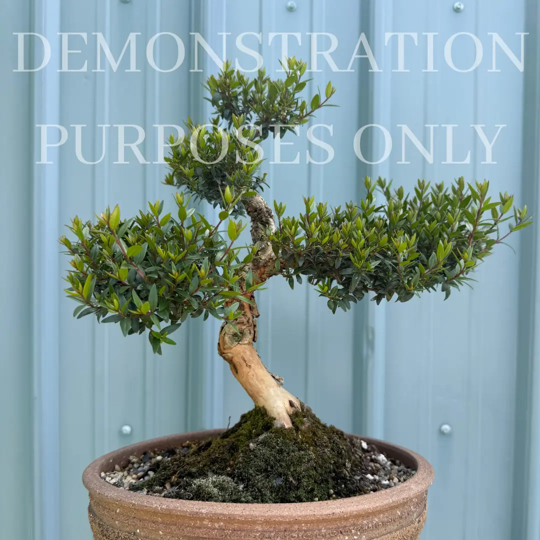 MYRTLE Canada Bonsai