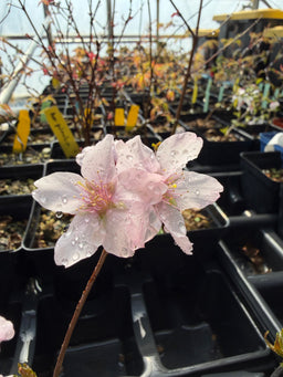 PRUNUS