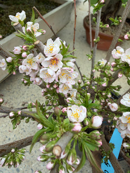 PRUNUS triloba