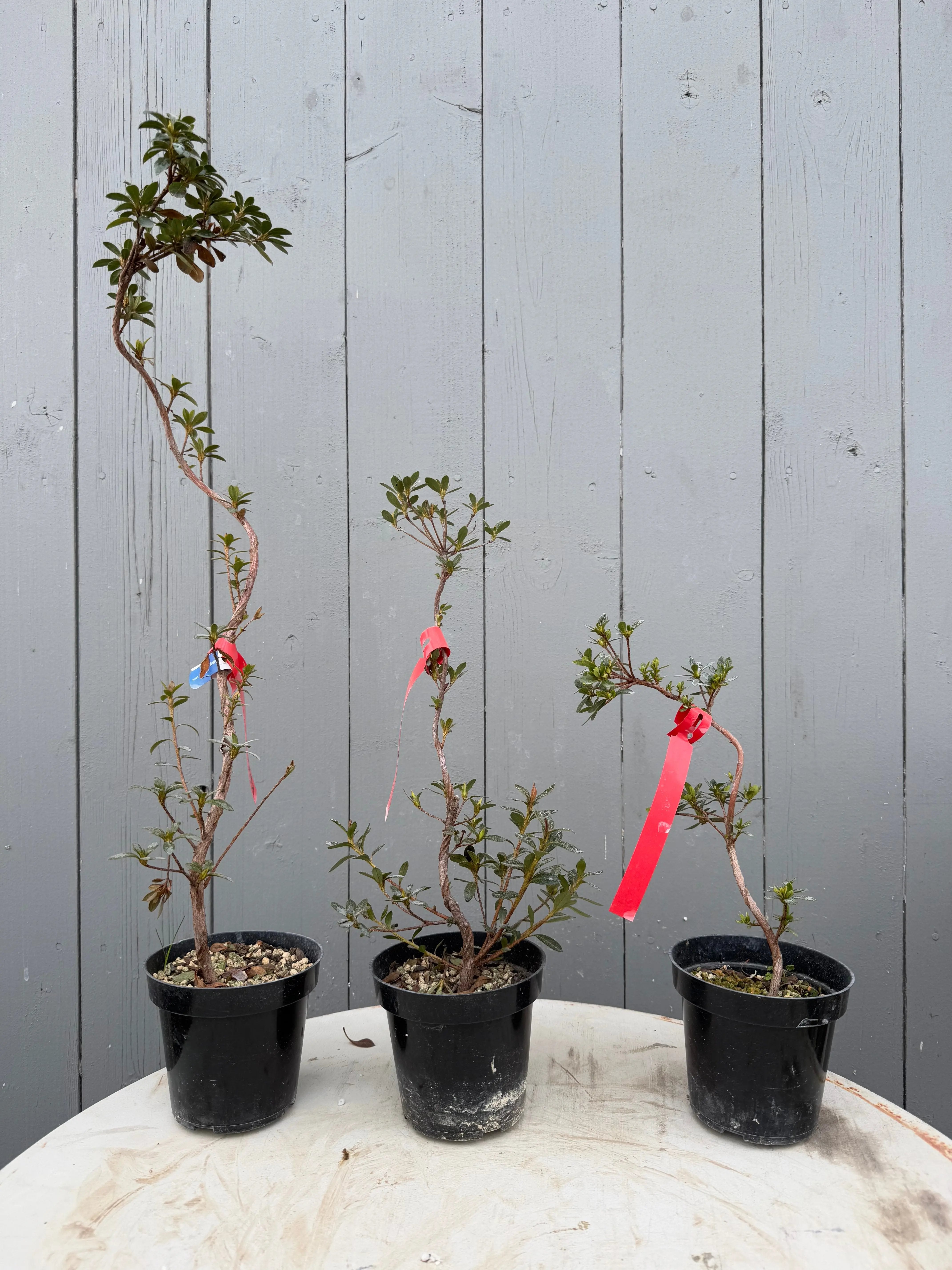 Rhododendron indicum Satsuki Azaleas (Individuals) Canada Bonsai