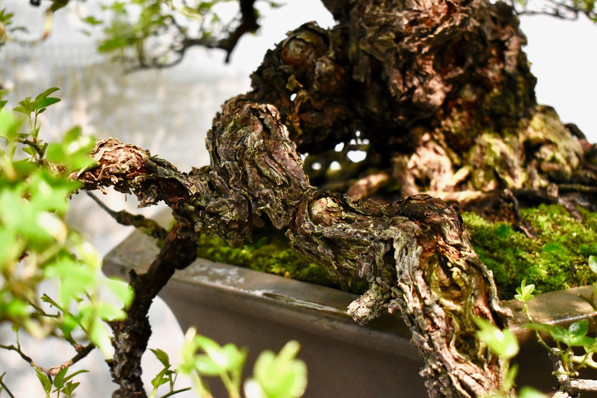 Rosa (white/pink) (small)