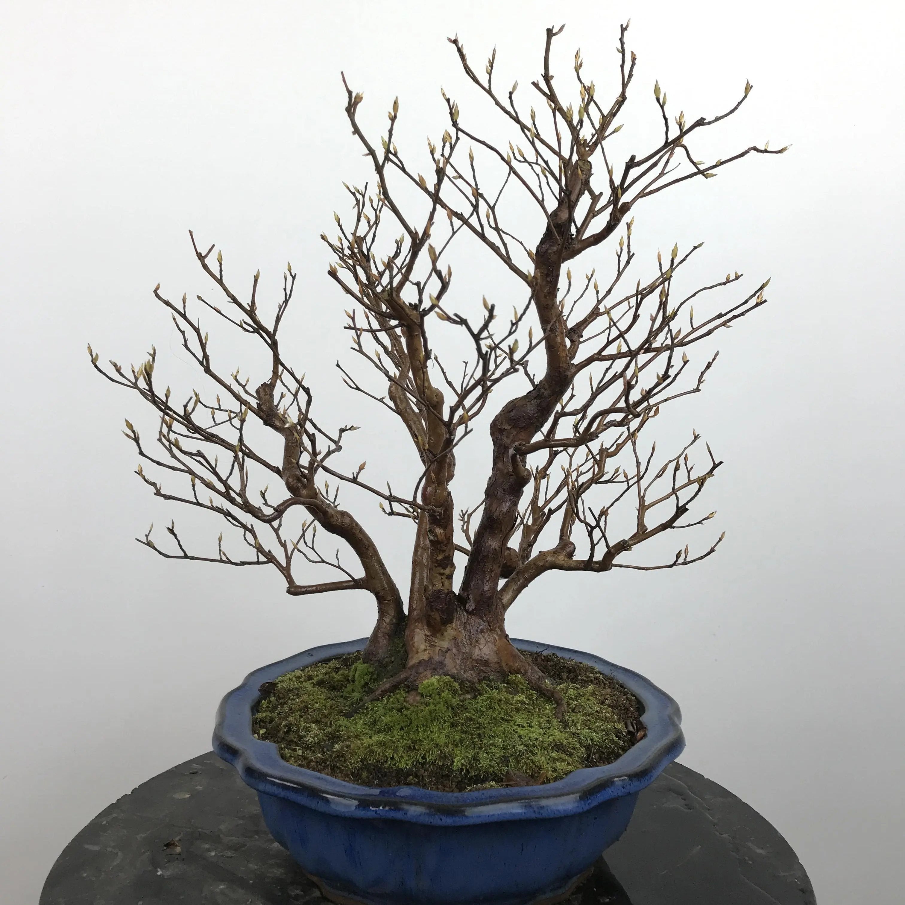 Stewartia monadelpha Canada Bonsai
