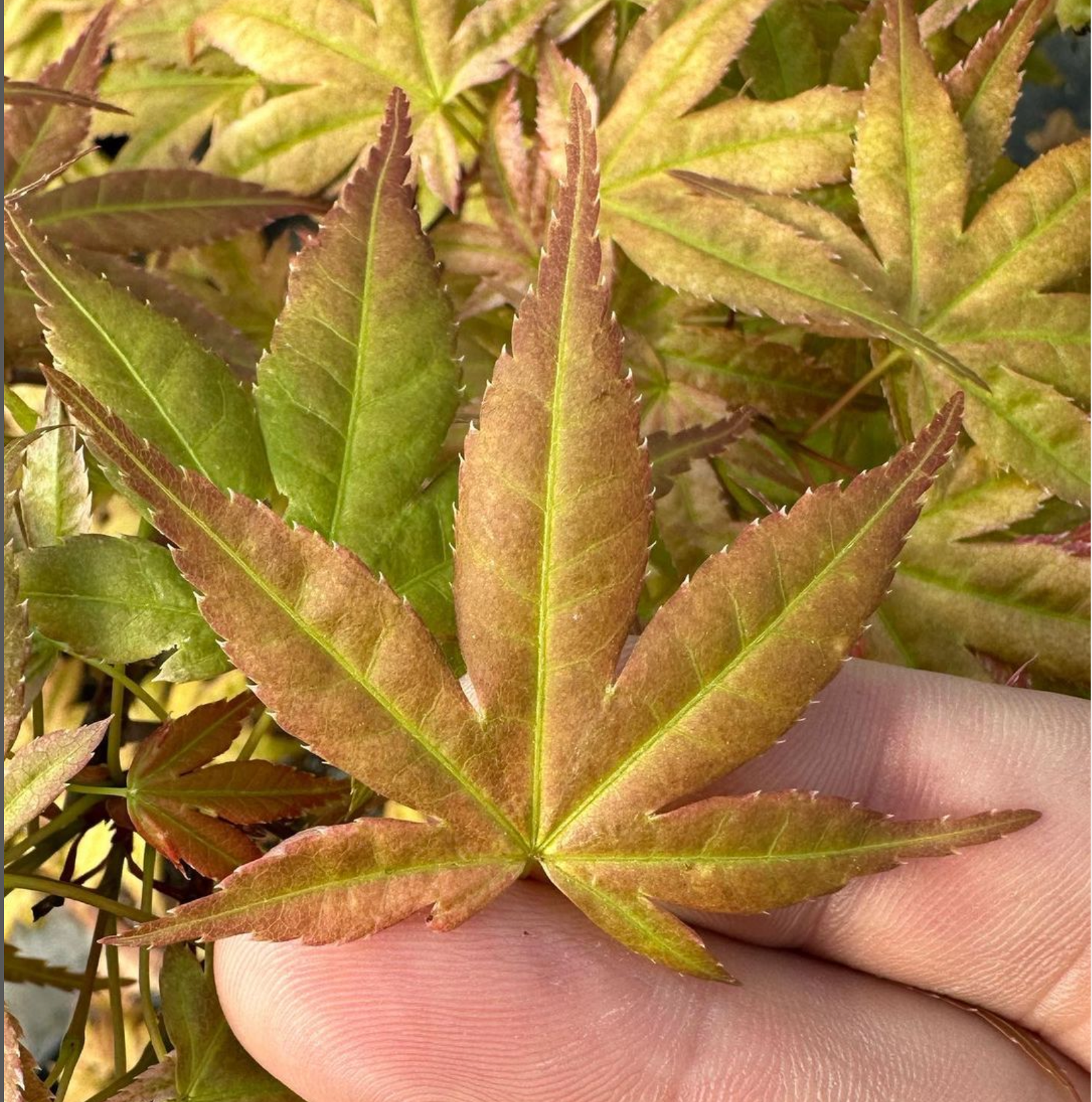 Acer palmatum 'Beni Chidori' (2025)