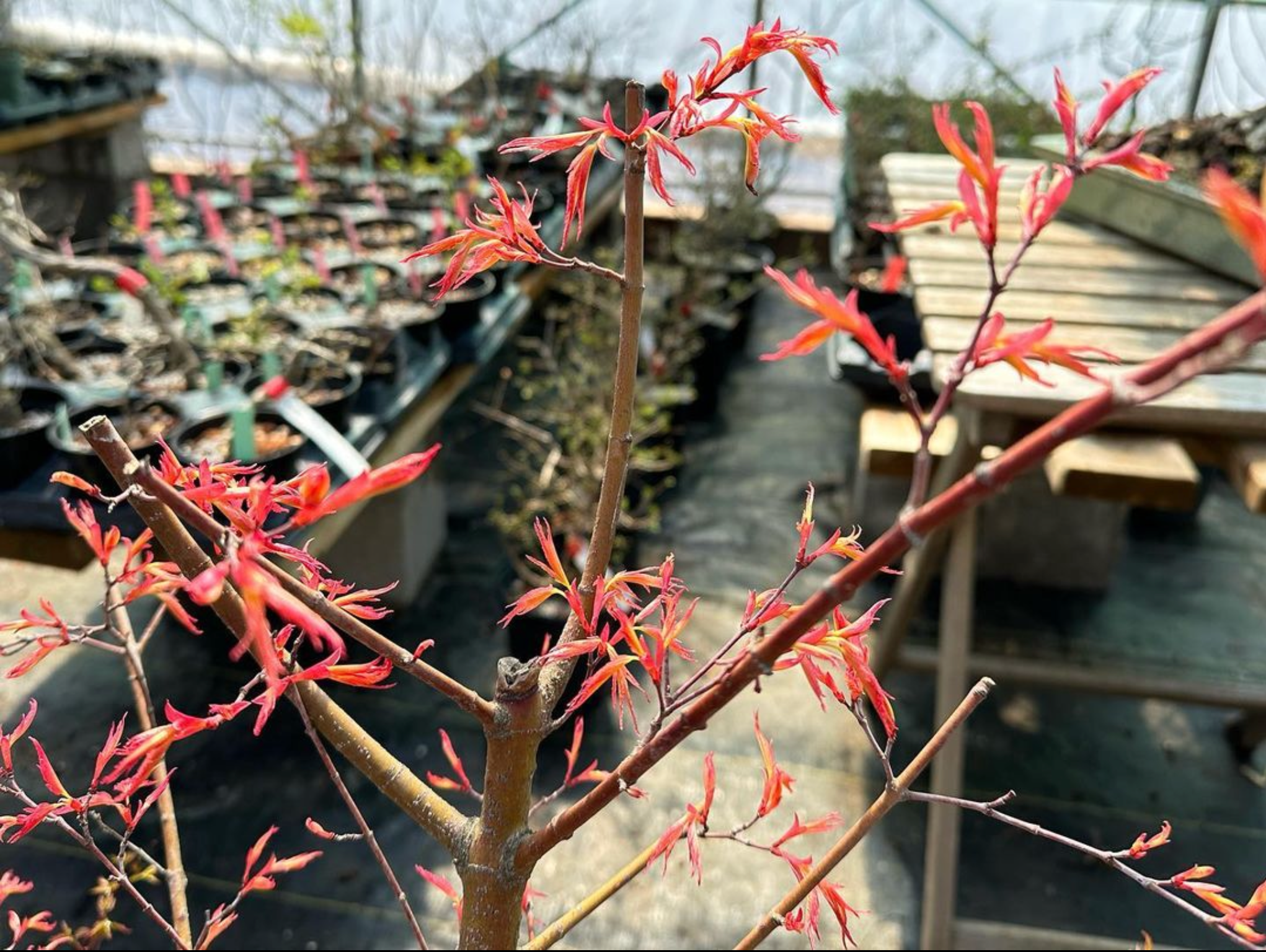 Acer palmatum 'Beni Chidori' (2025)