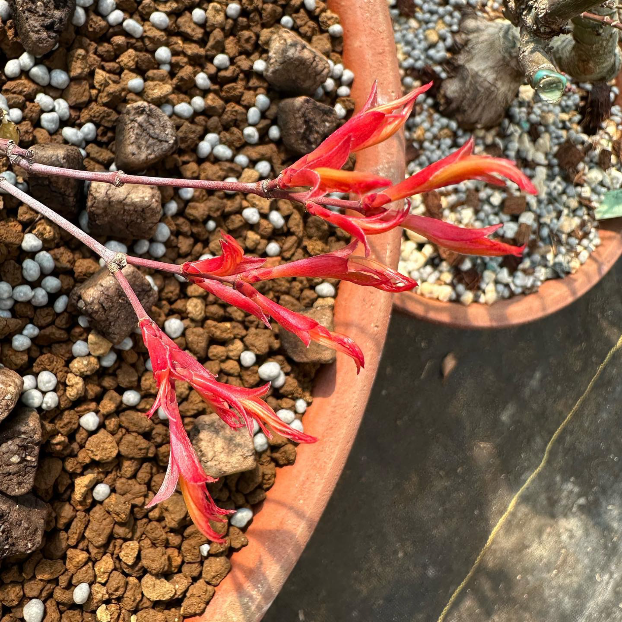 Acer palmatum 'Beni Chidori' (2025)