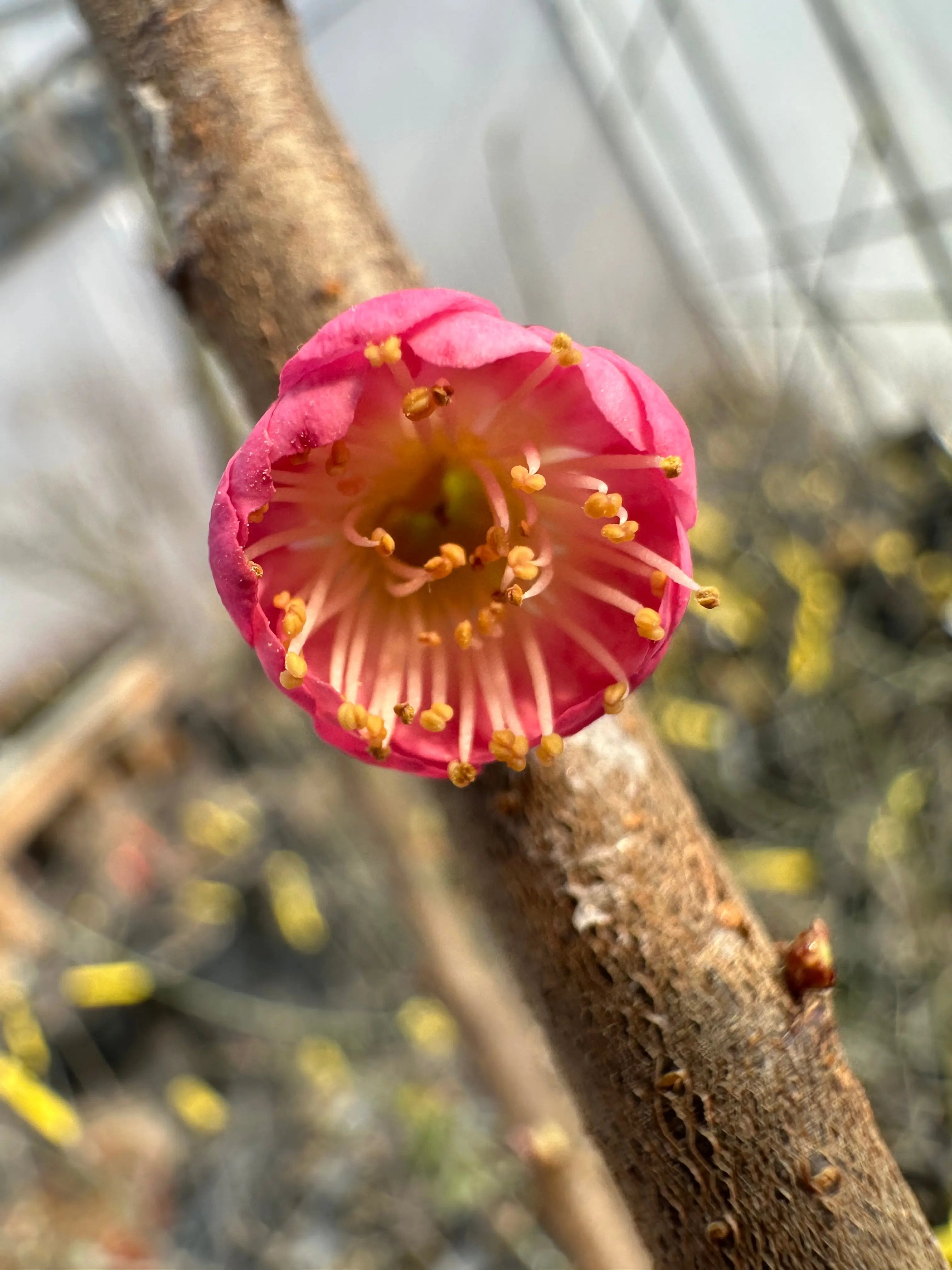Prunus mume 'SŌNGYUÁN ZHŪSHĀ' Canada Bonsai
