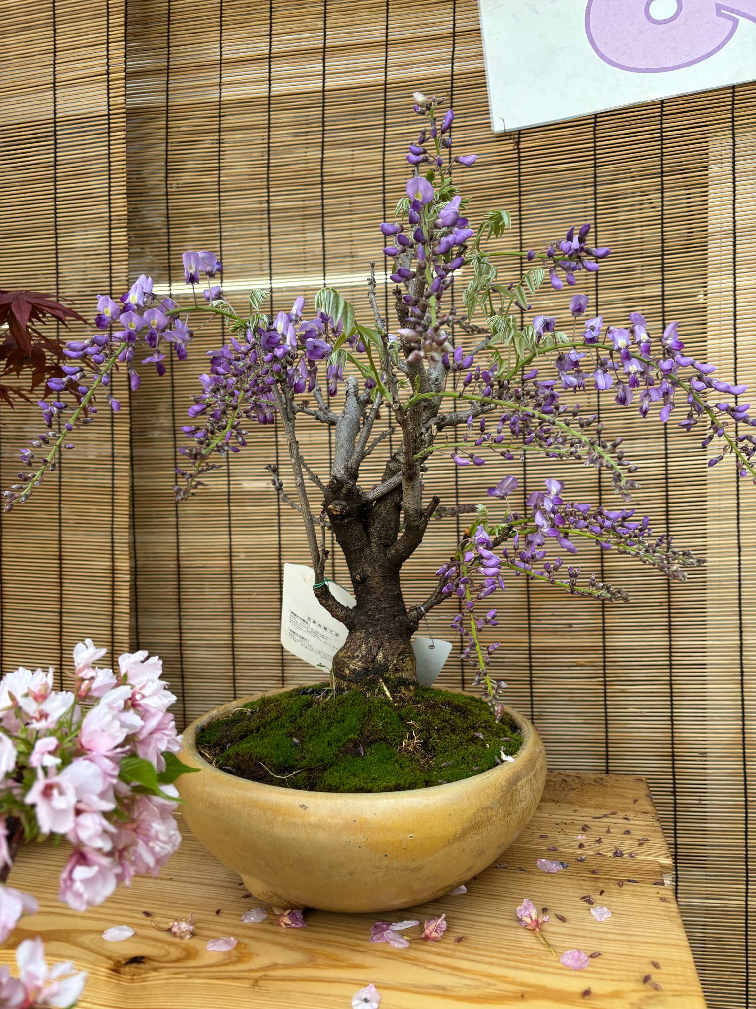 Wisteria floribunda