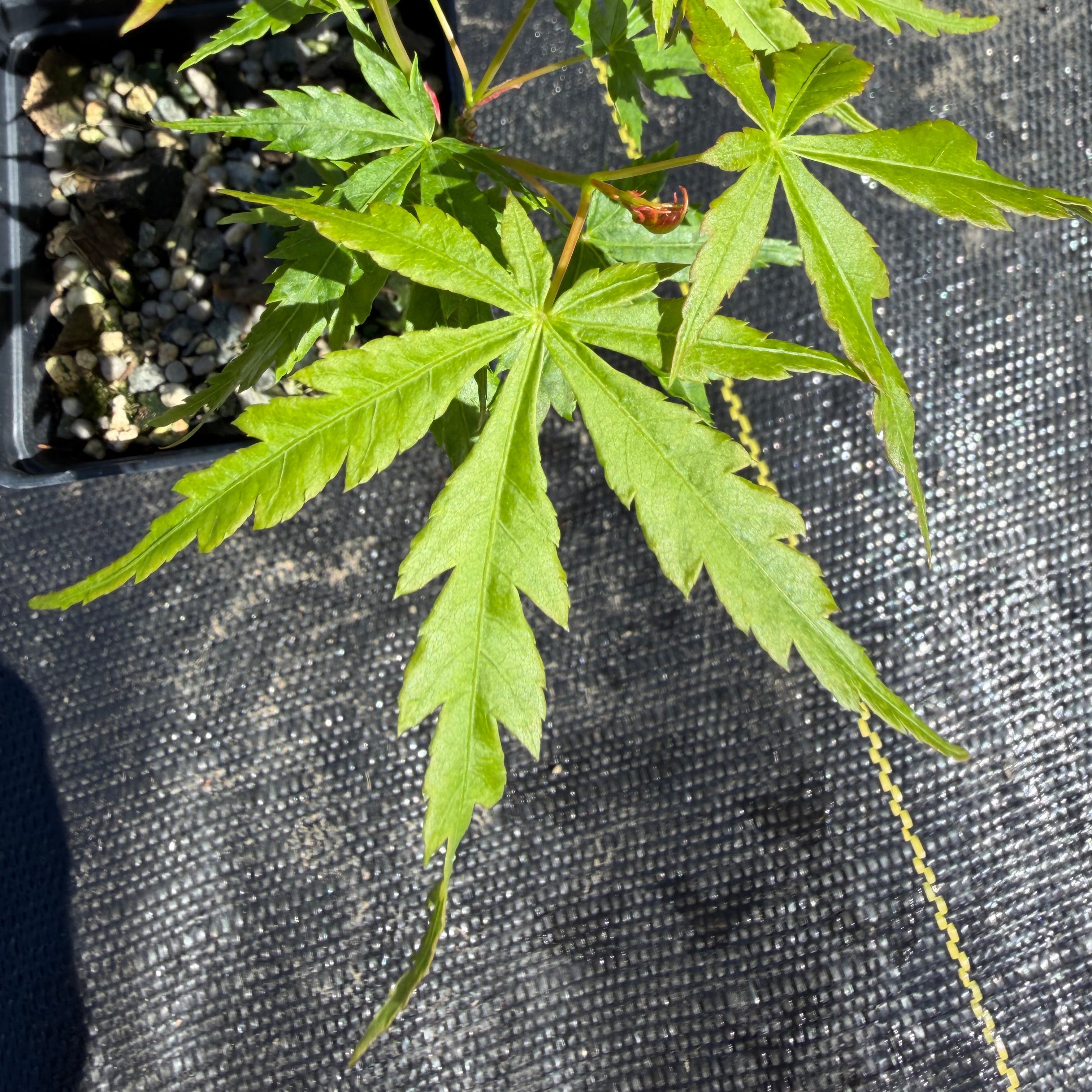 Acer palmatum 'Yves' Doigts de fée' (wired)