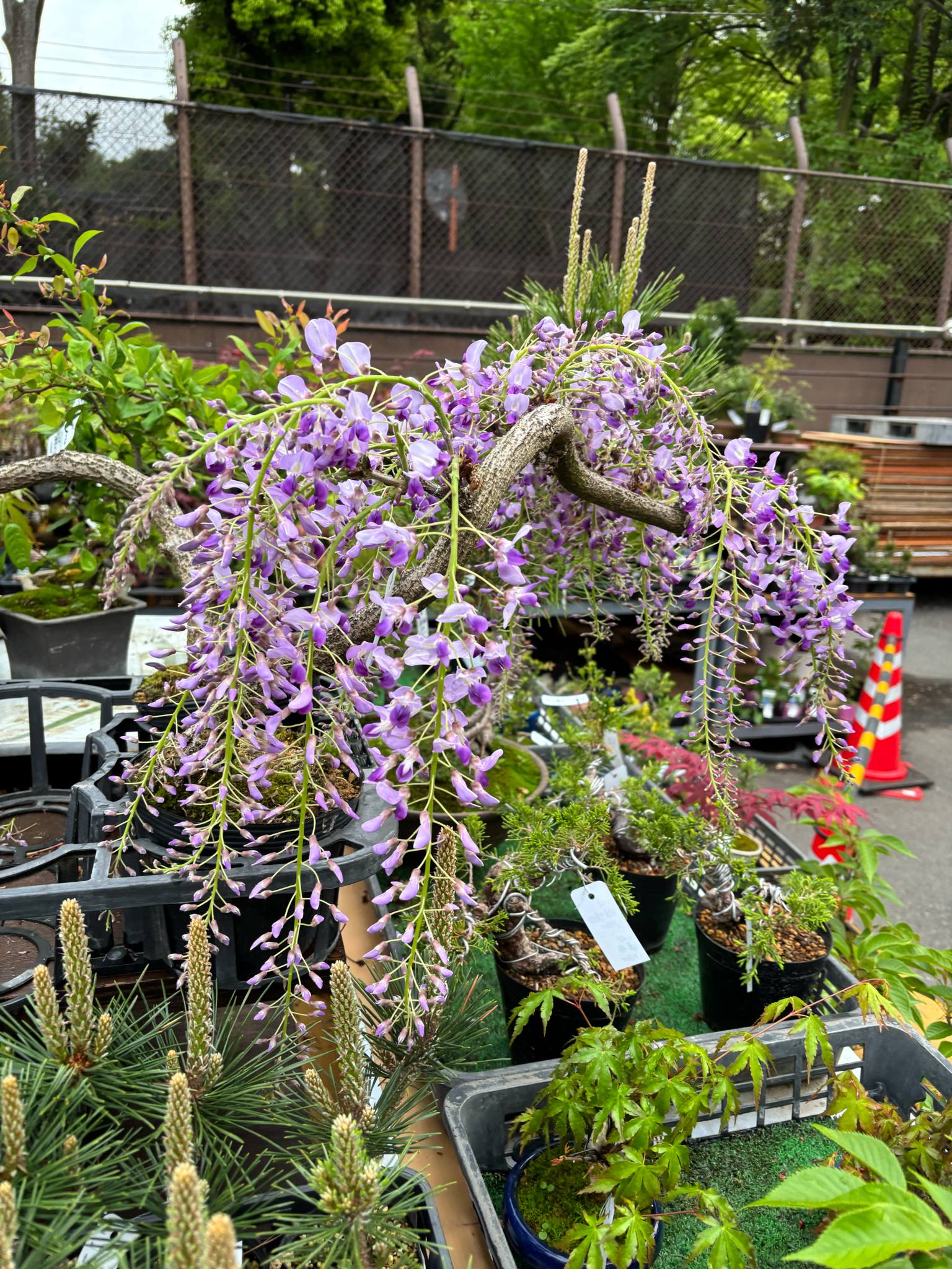 Wisteria floribunda