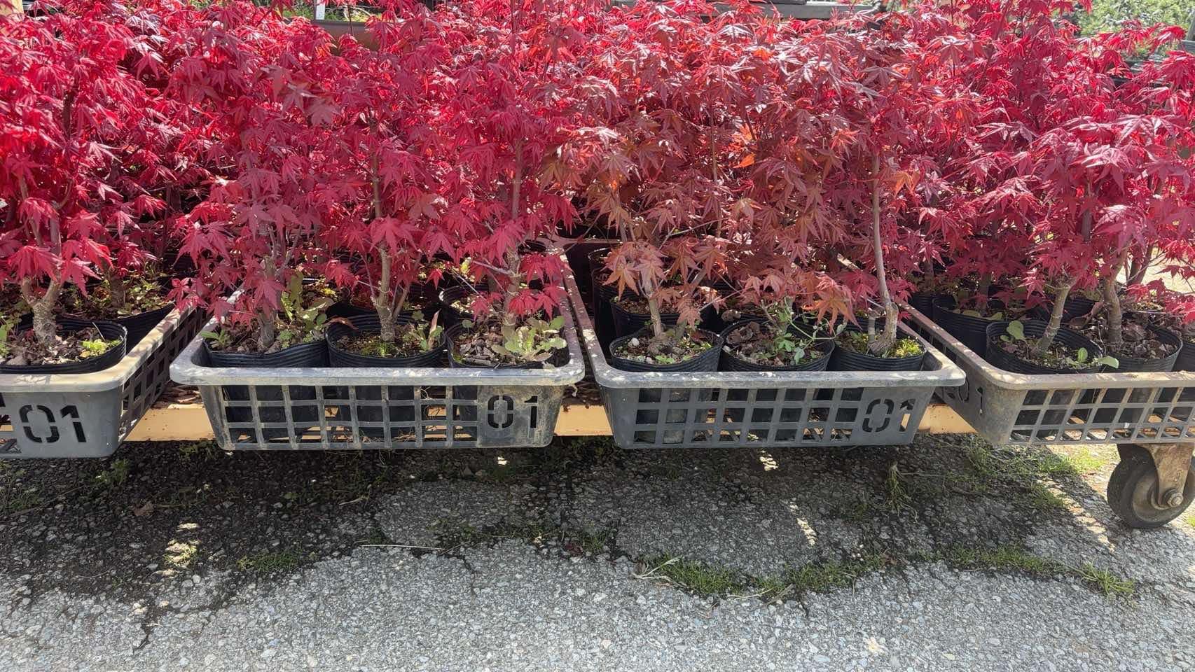 Acer palmatum 'Deshojo' (5 units) (2026)