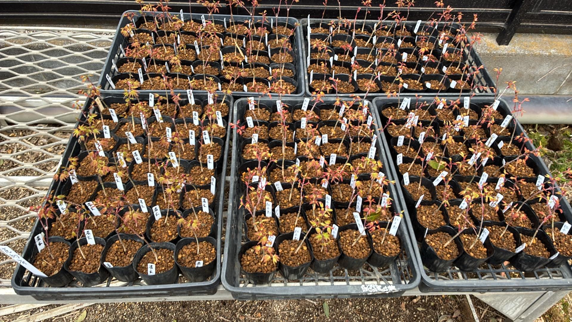 Acer palmatum 'Beni Chidori' (2026)