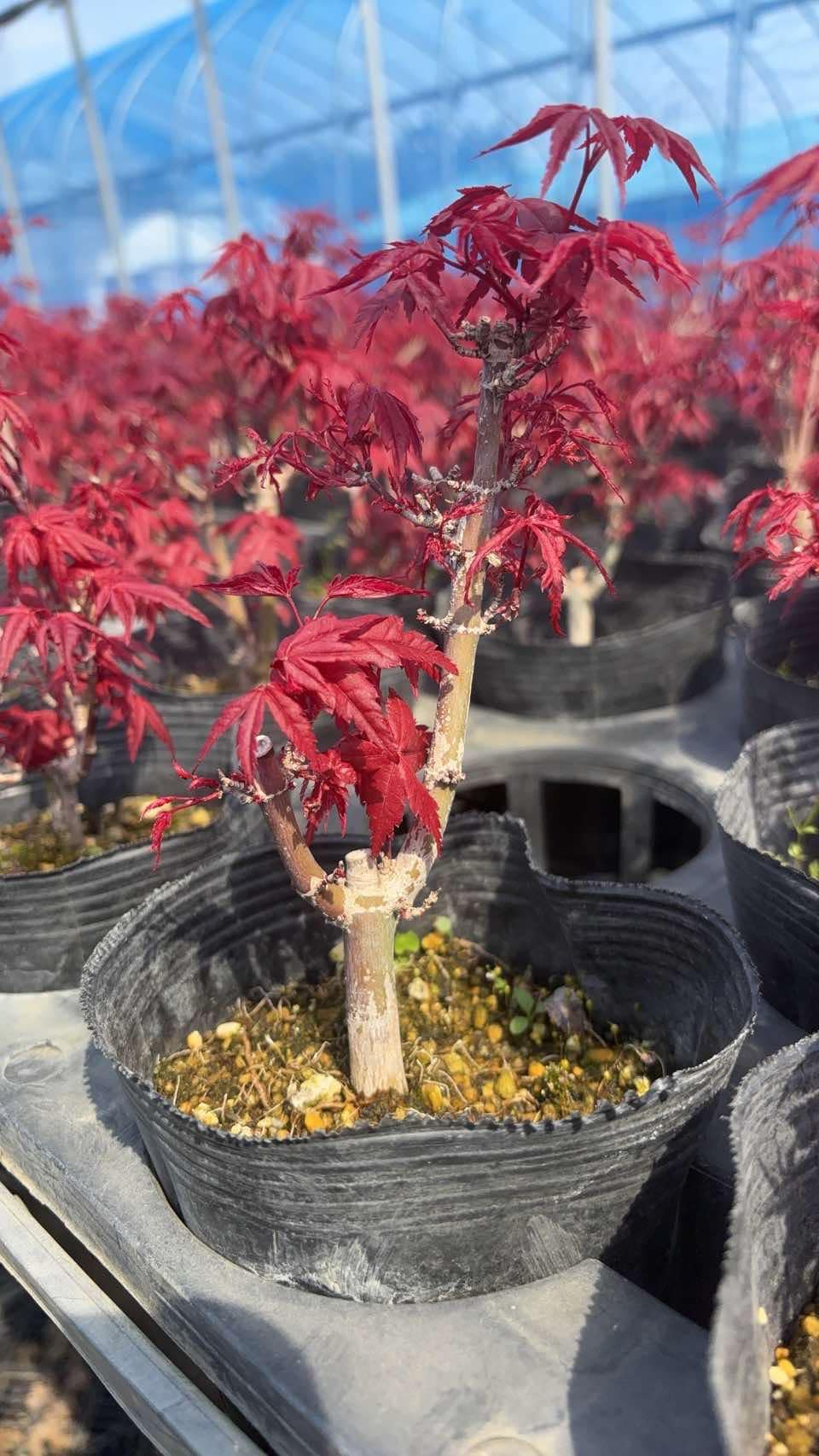 Acer palmatum 'Deshojo' (5 units) (2026)
