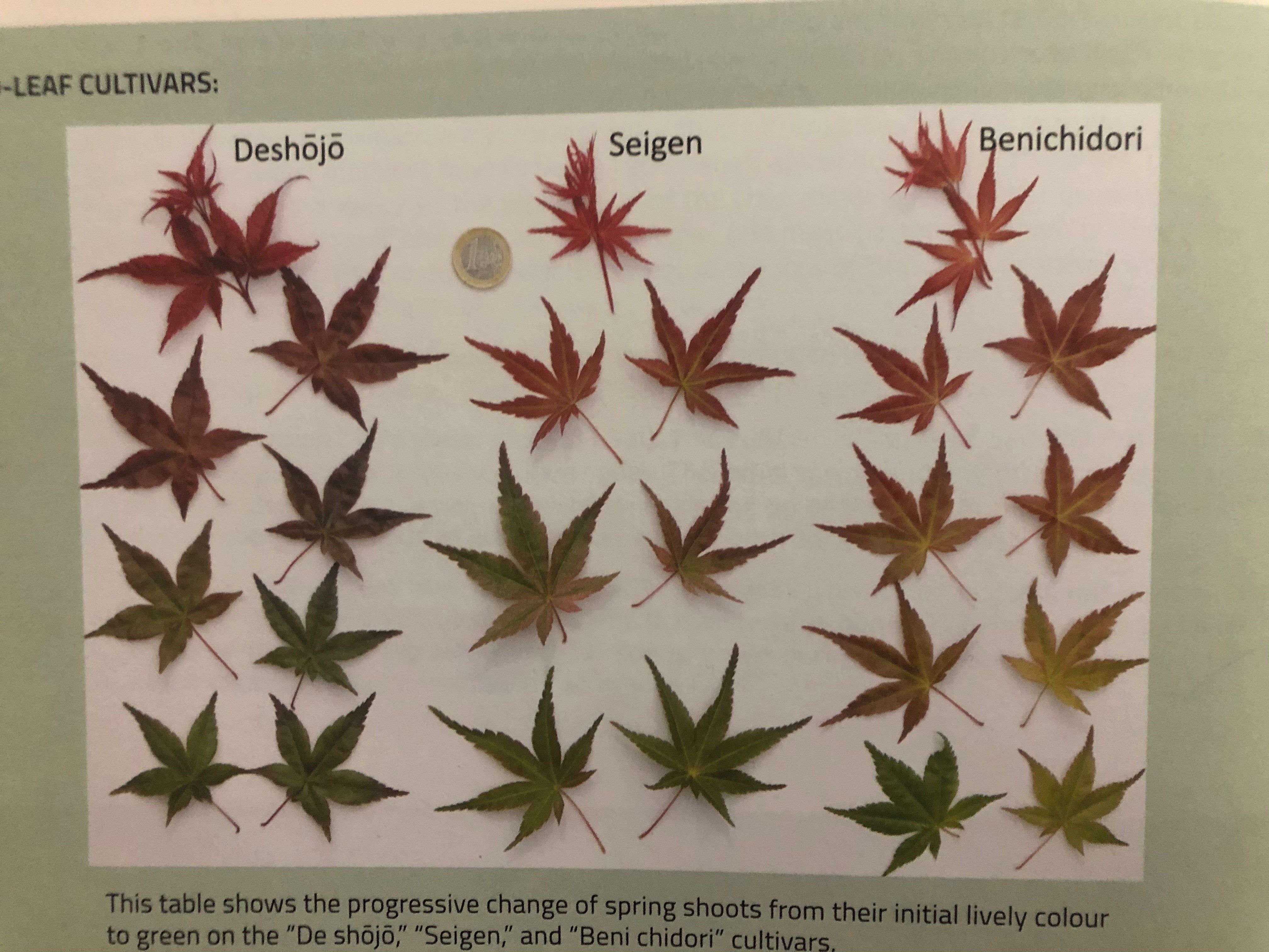 Acer palmatum 'Beni Chidori' (2025)