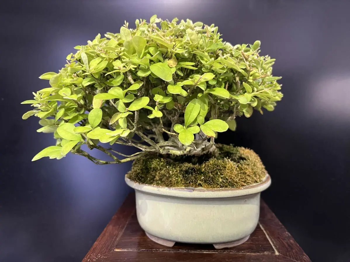 Ligustrum obtusifolium Canada Bonsai