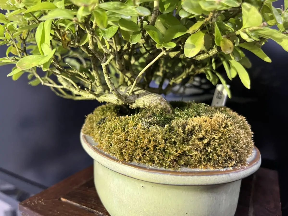 Ligustrum obtusifolium Canada Bonsai